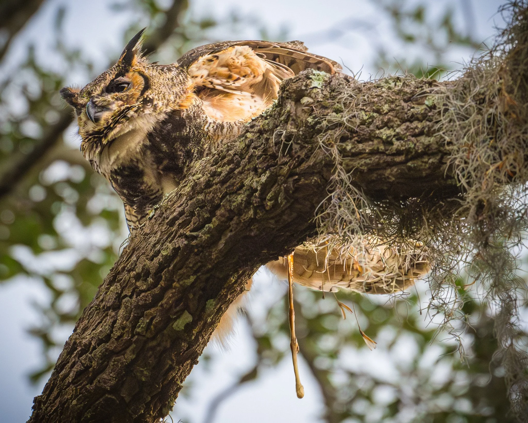 Great Horned Owl