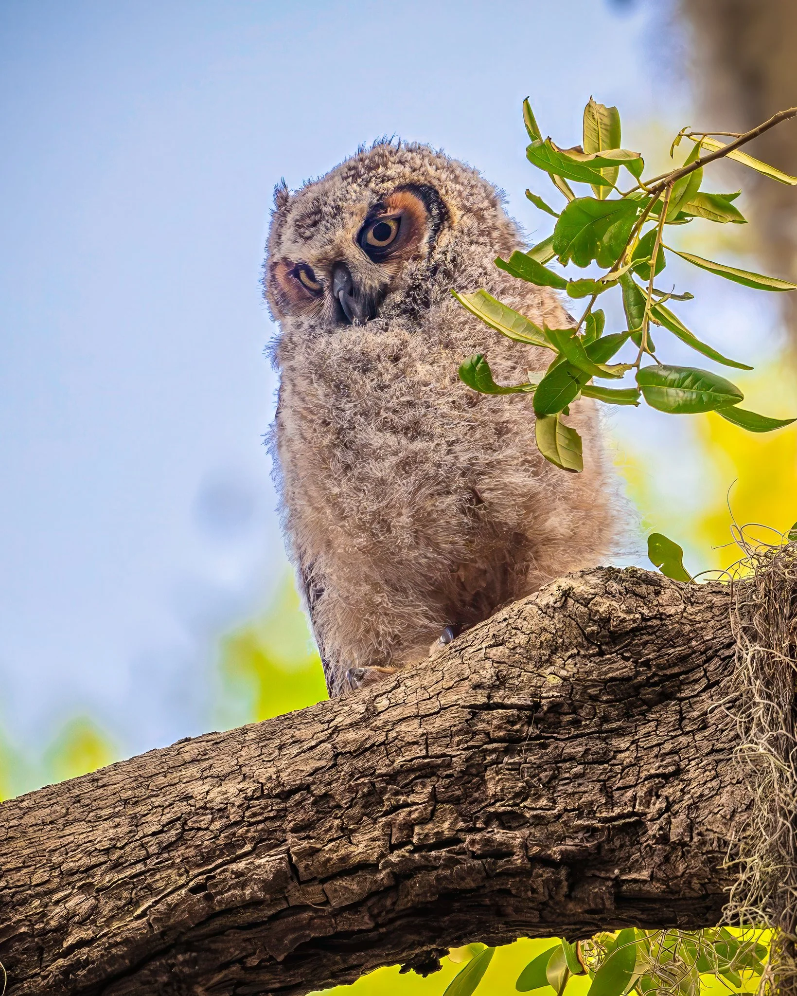 Great Horned Owlet