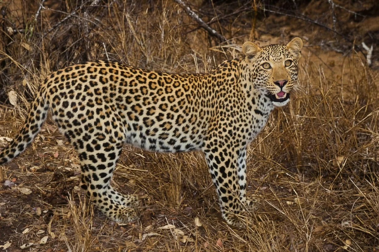 Leopard