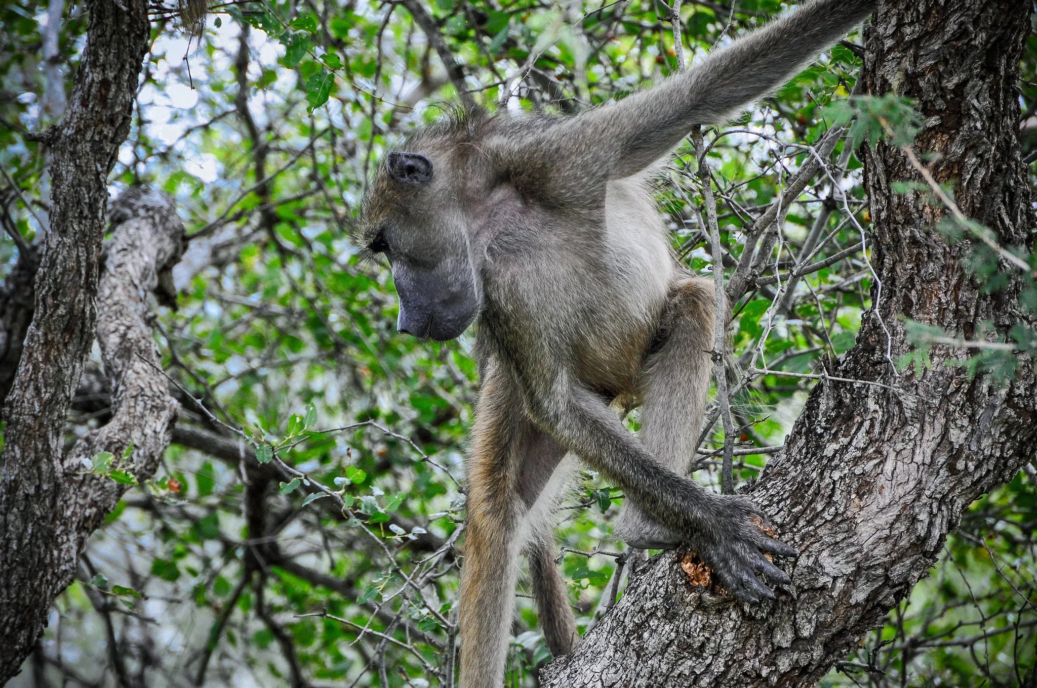 Cape Baboon