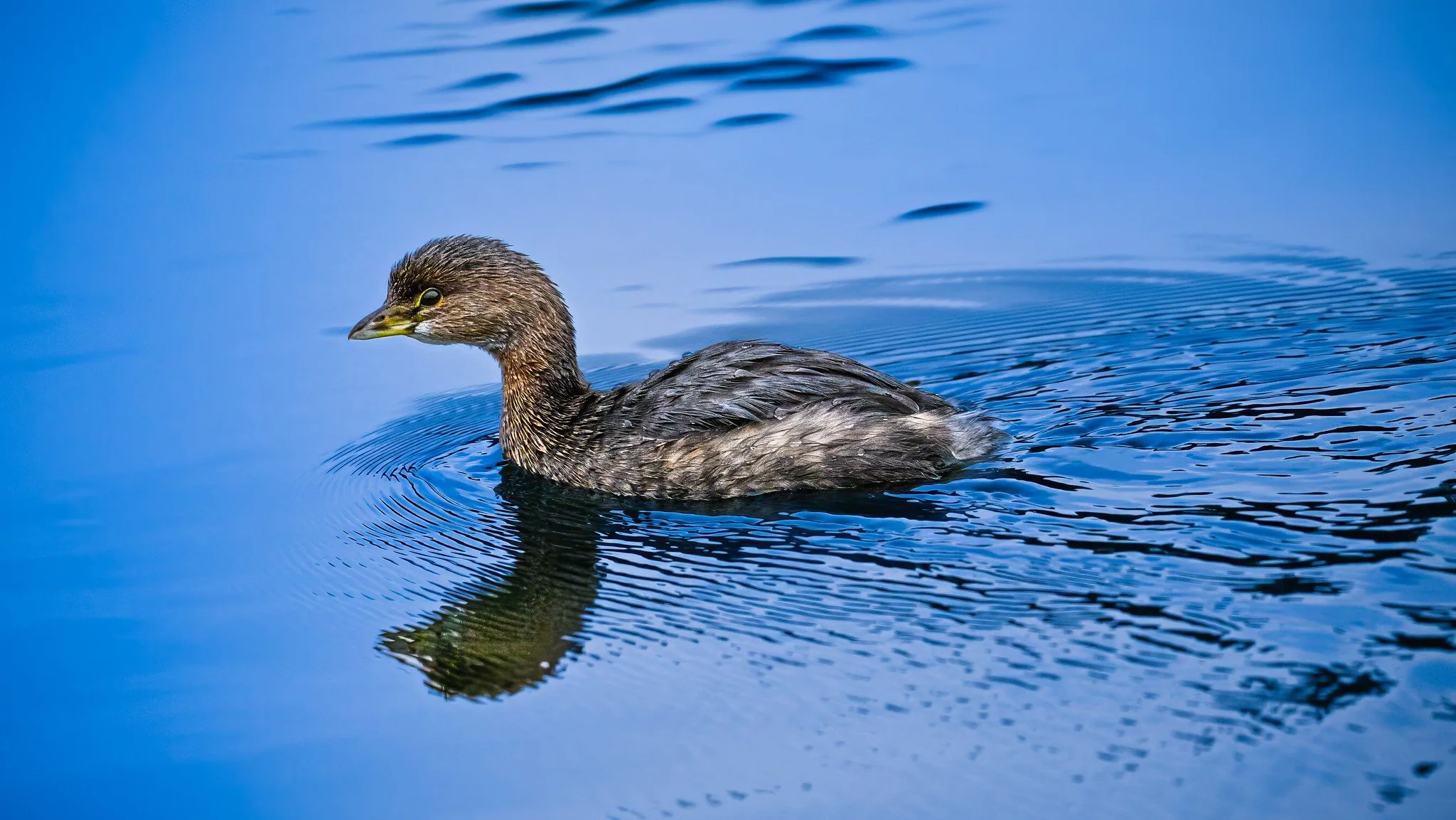 Pied-billed Grebe