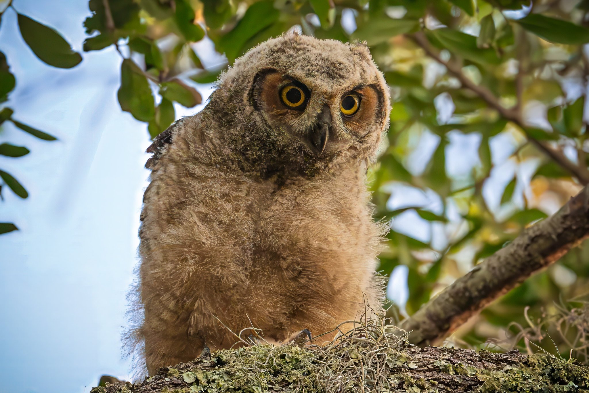 Great Horned Owlet