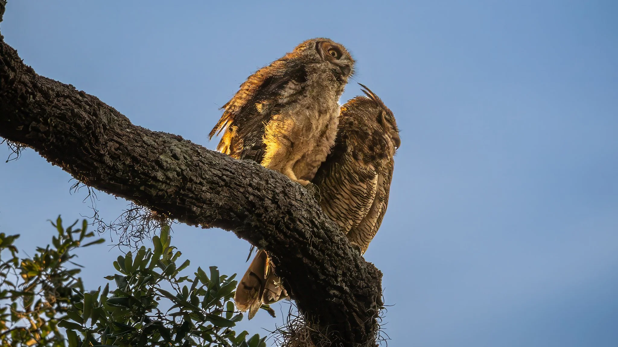 Great Horned Owls