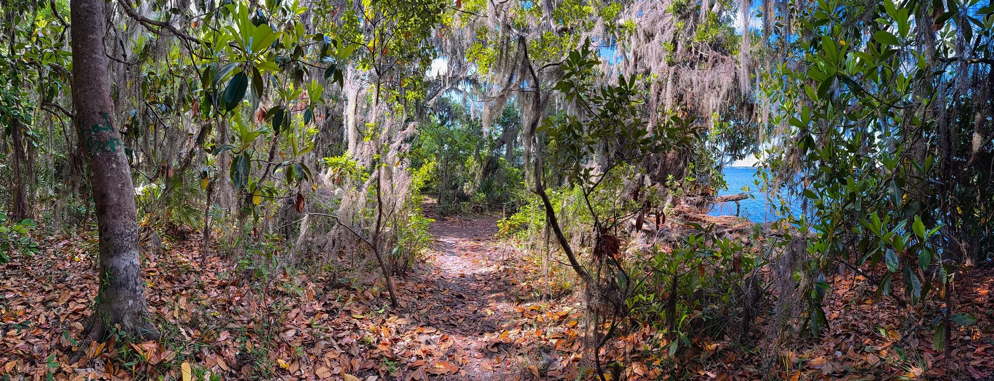 Trail along the St Johns River