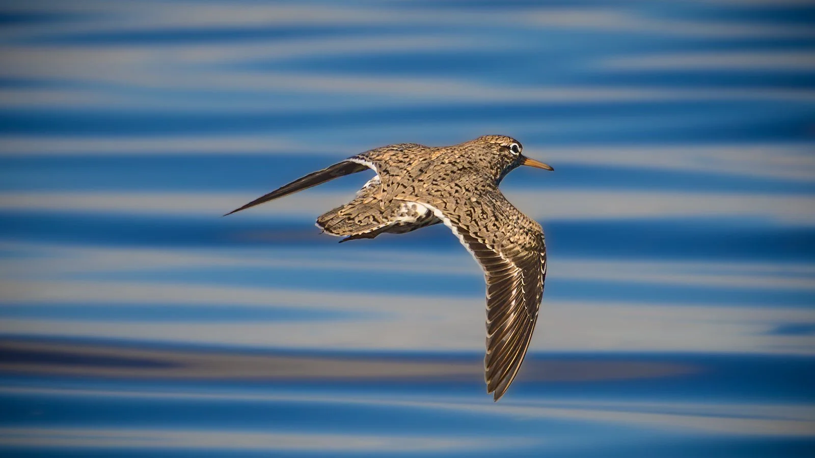 Spotted Sandpiper