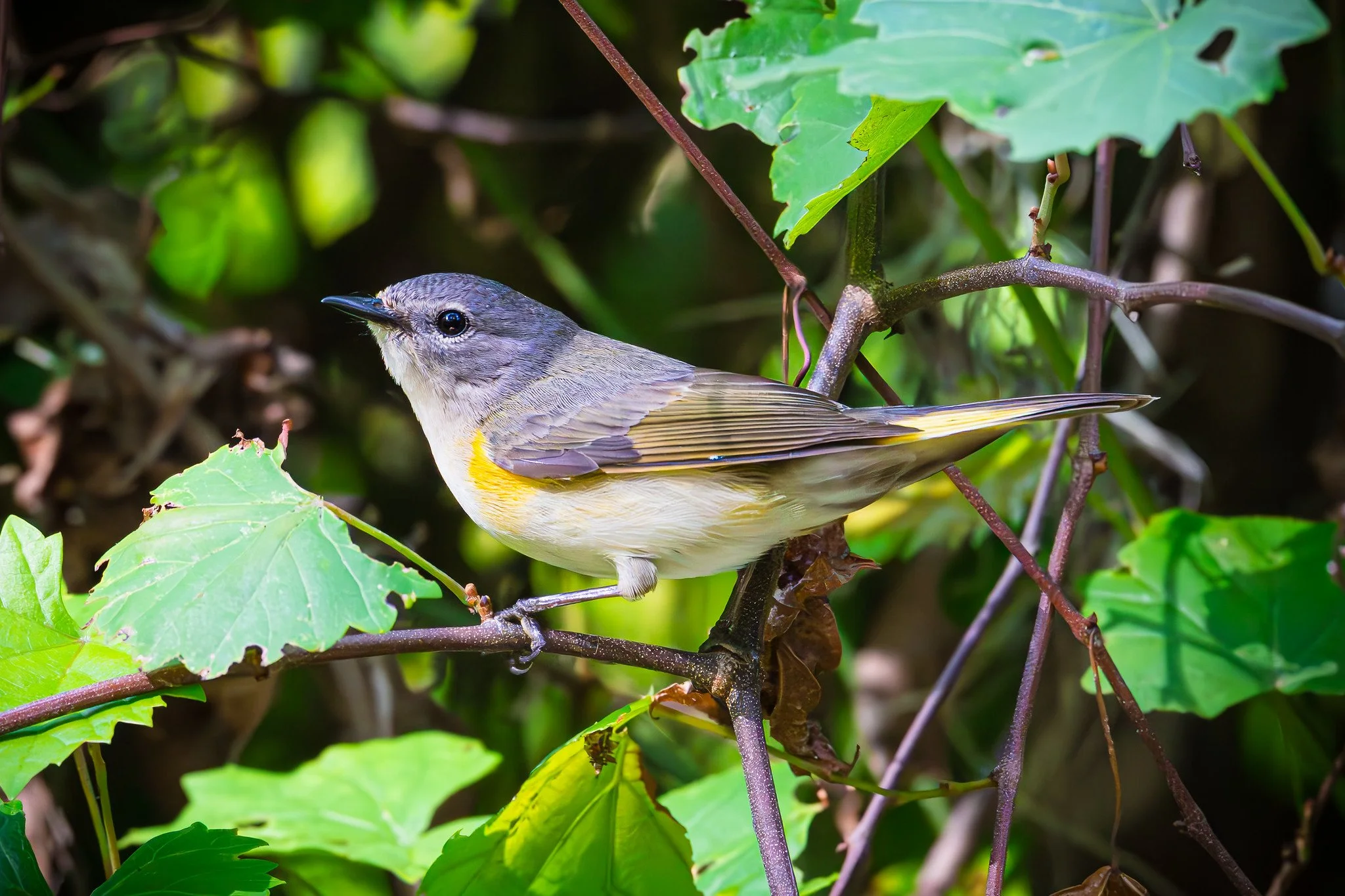 American Redstart