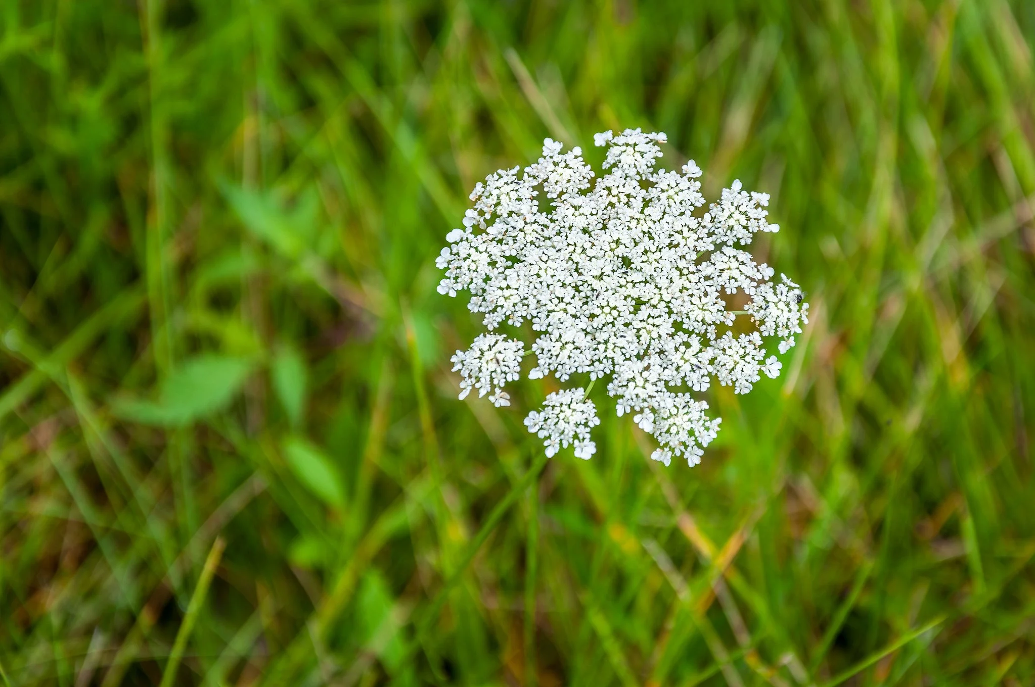 Wild Carrot