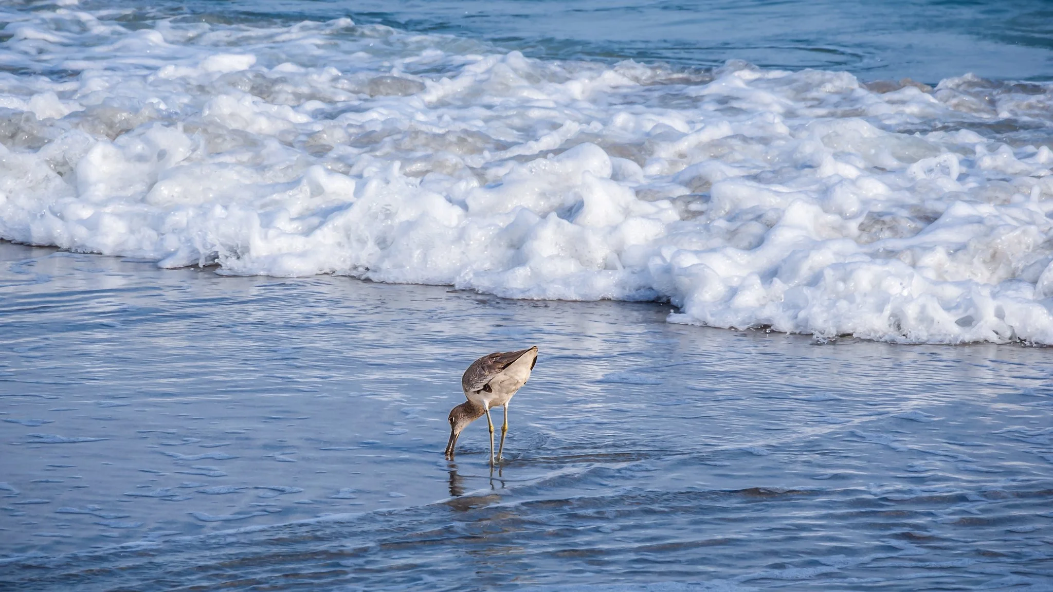 Willet