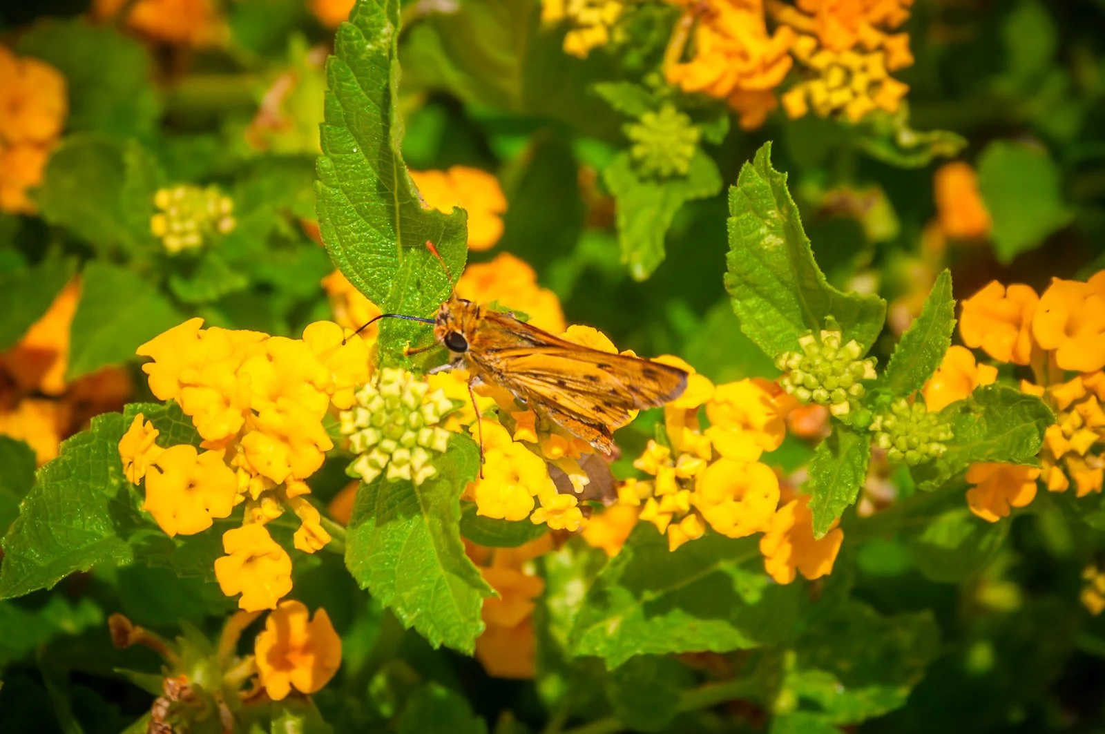 Fiery Skipper
