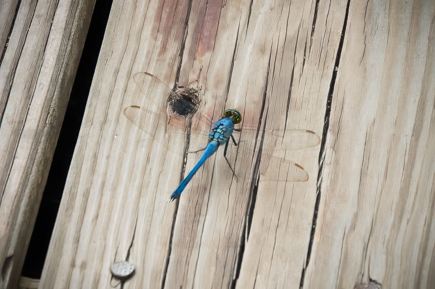 Eastern Pondhawk