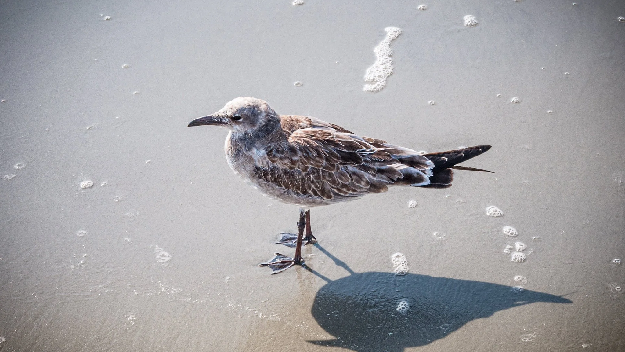 Laughing Gull