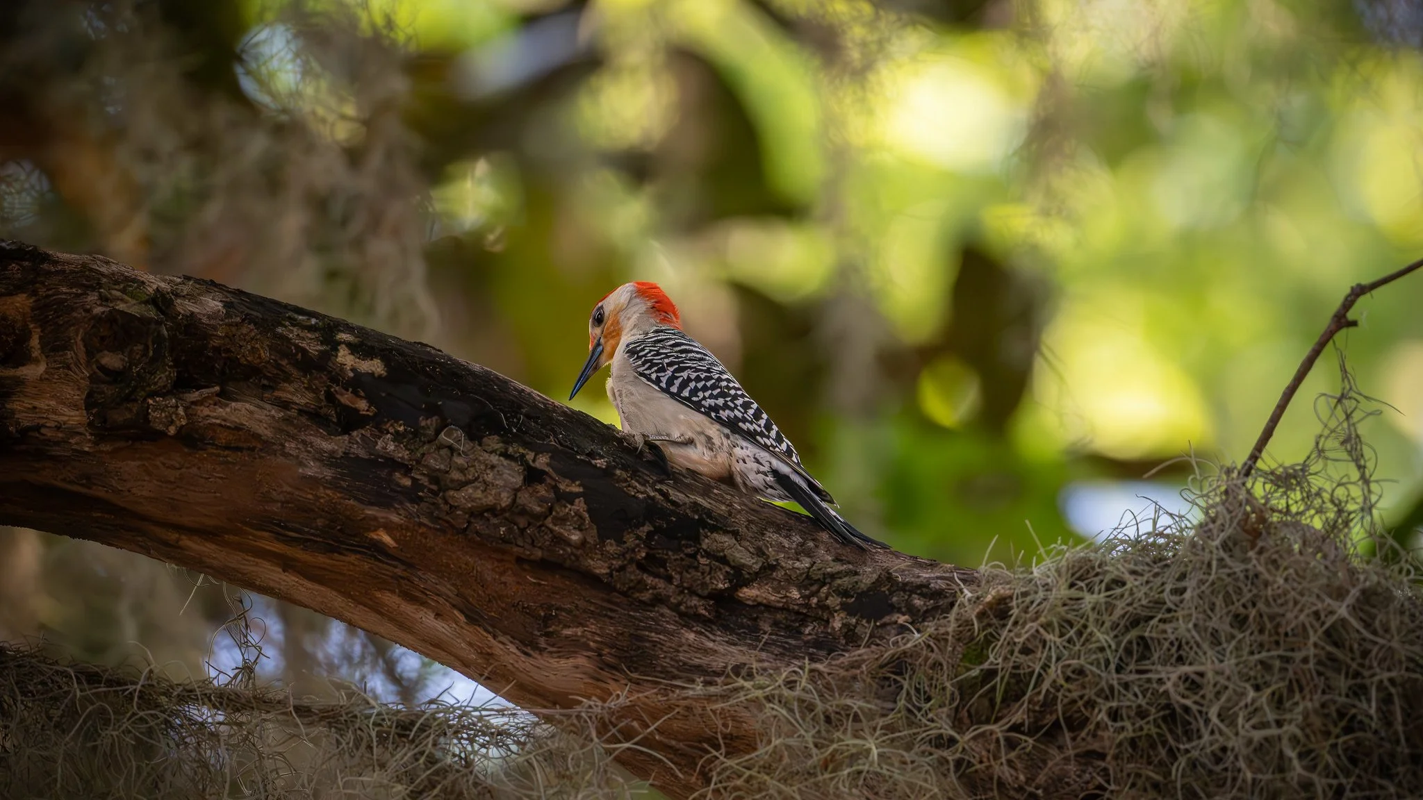 Red-Bellied Woodpecker