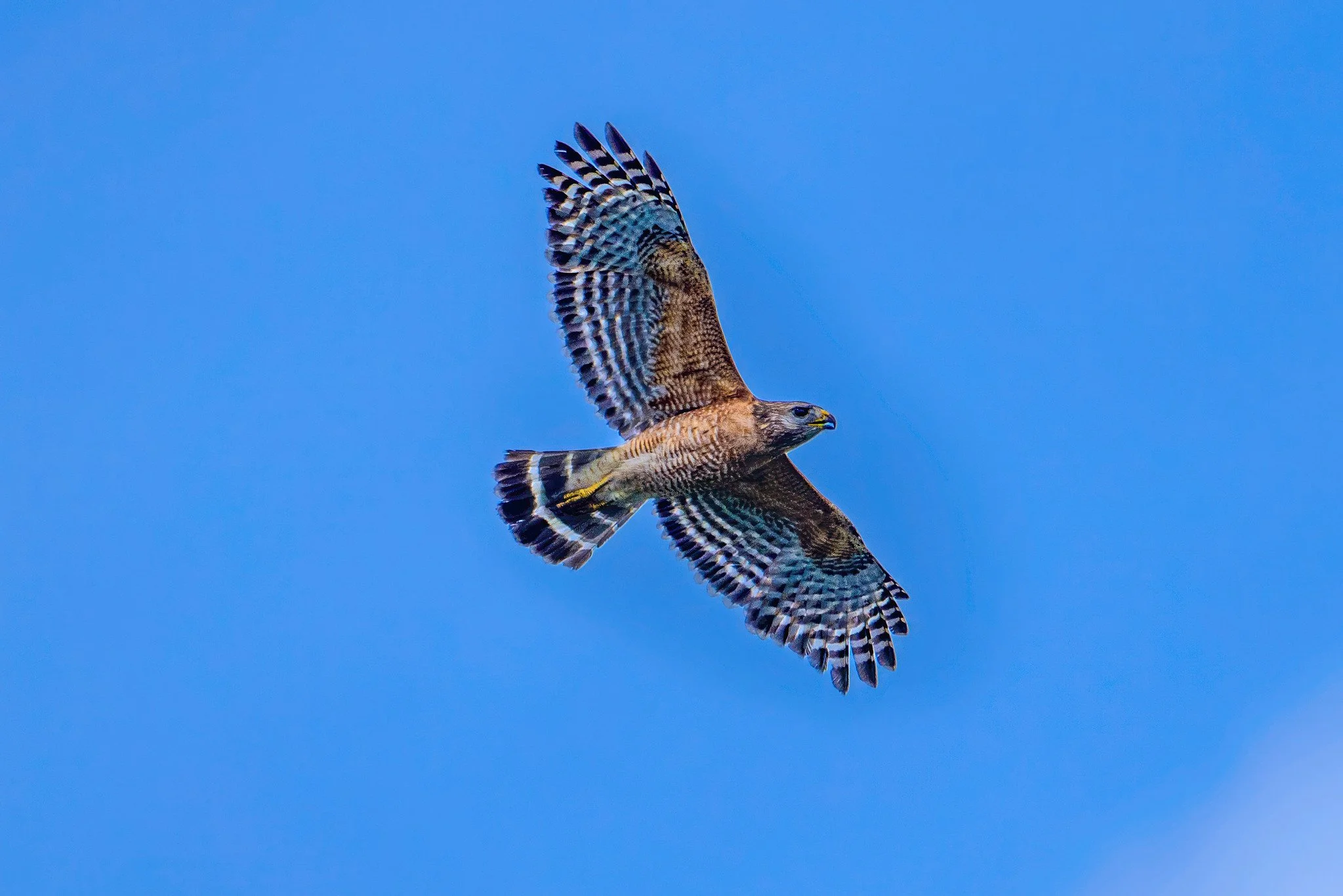Red-Shouldered Hawk