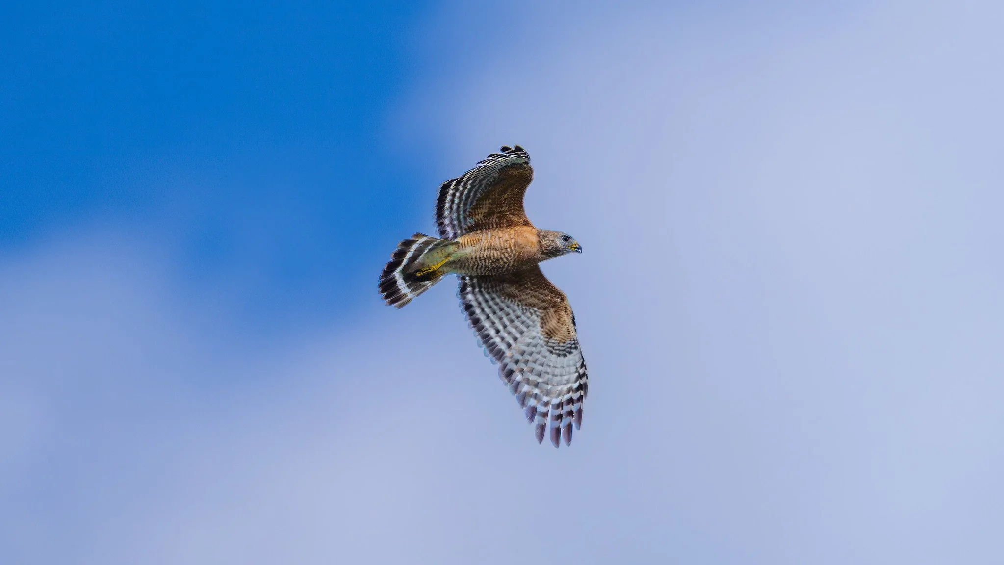 Red-Shouldered Hawk