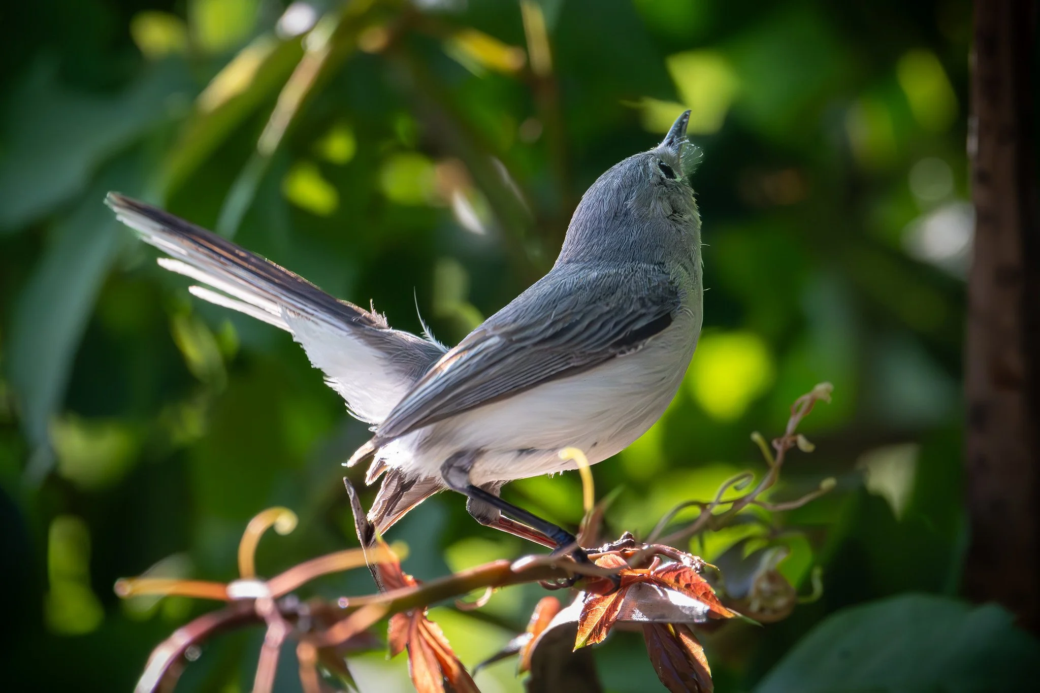 Blue-gray Gnatcatcher