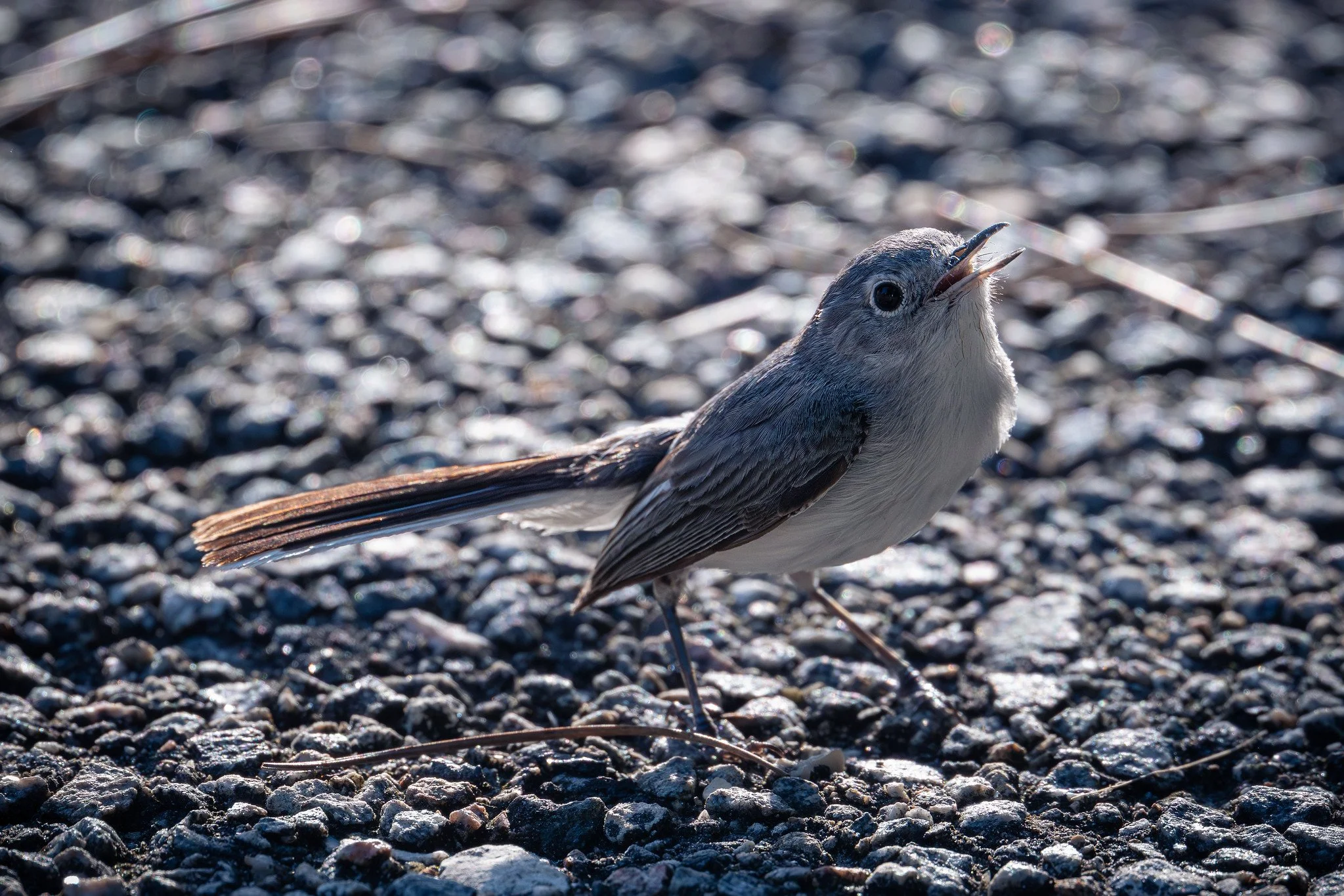 Blue-gray Gnatcatcher