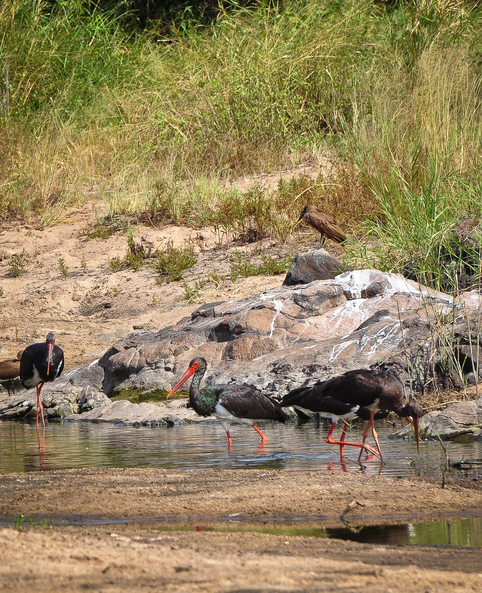 Black Stork