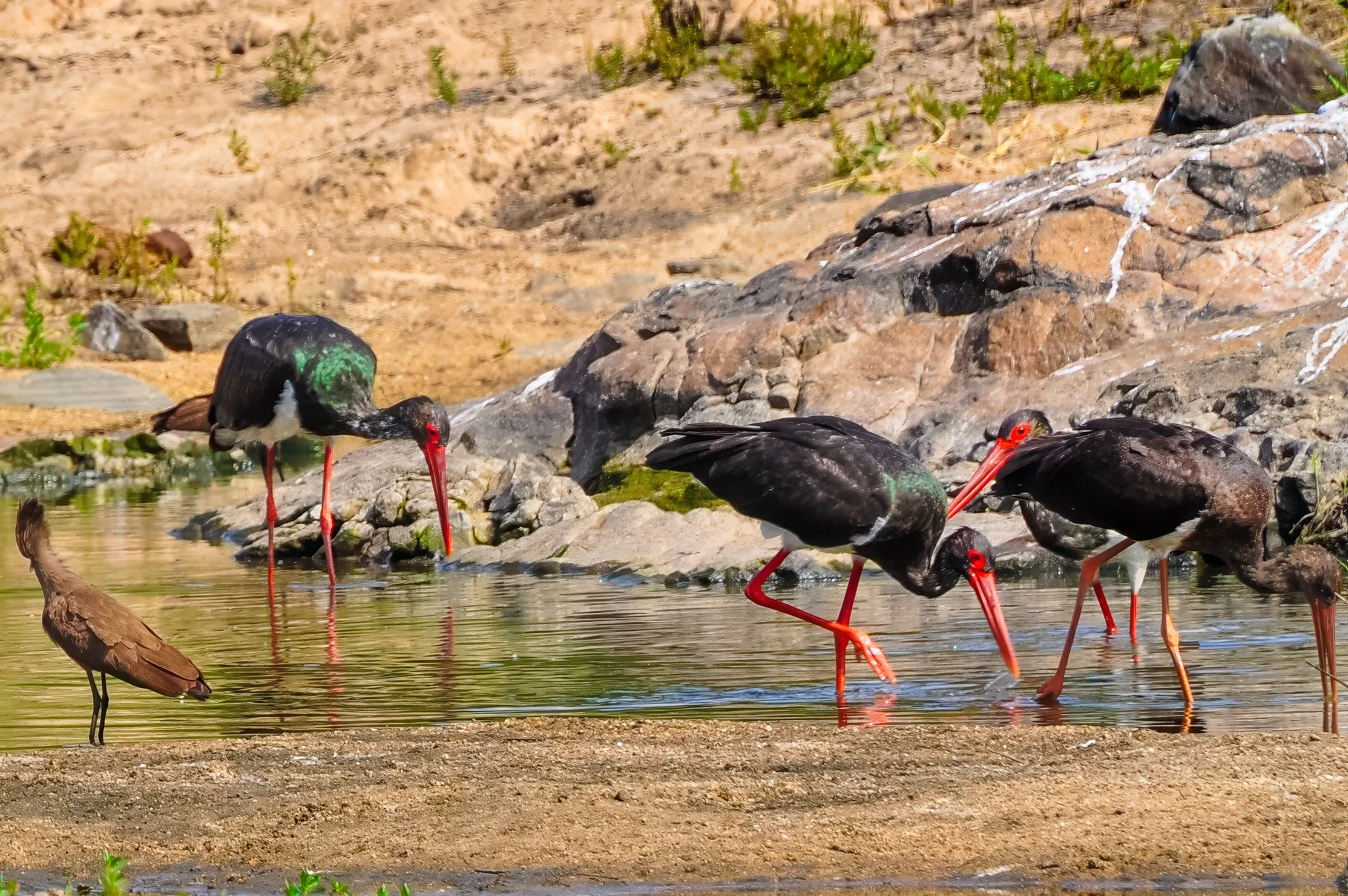 Black Stork