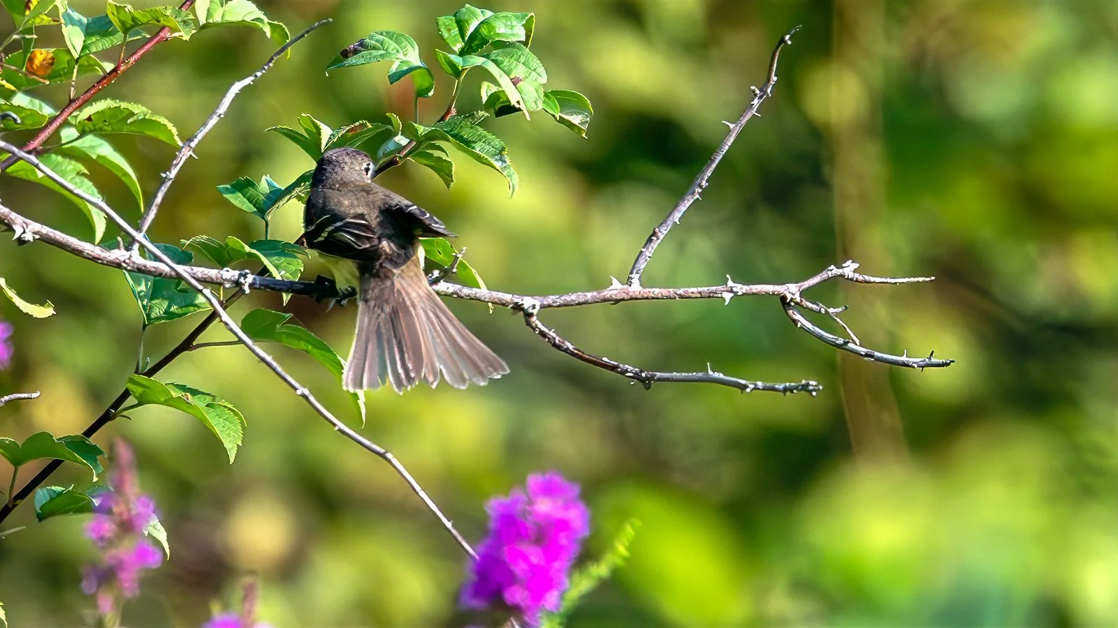 Least Flycatcher