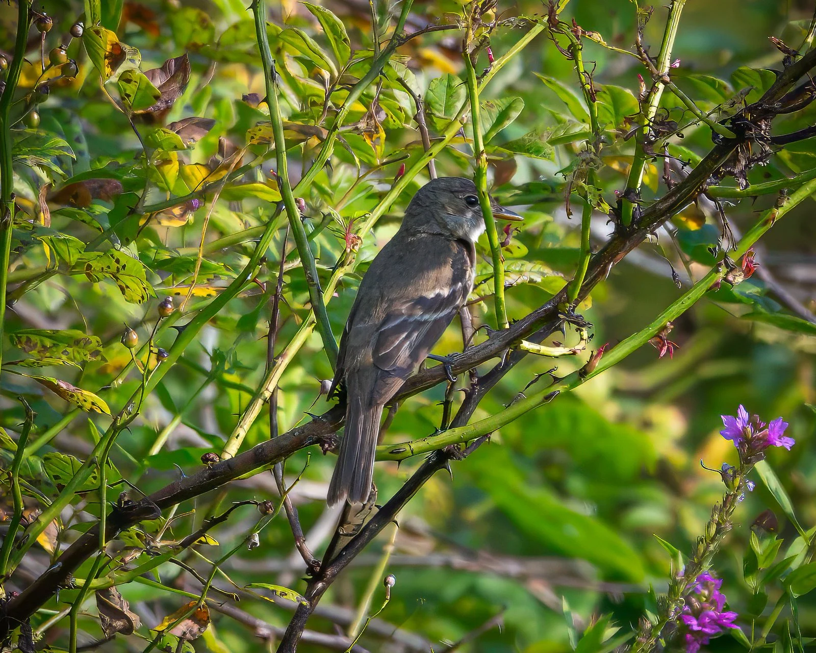 Least Flycatcher