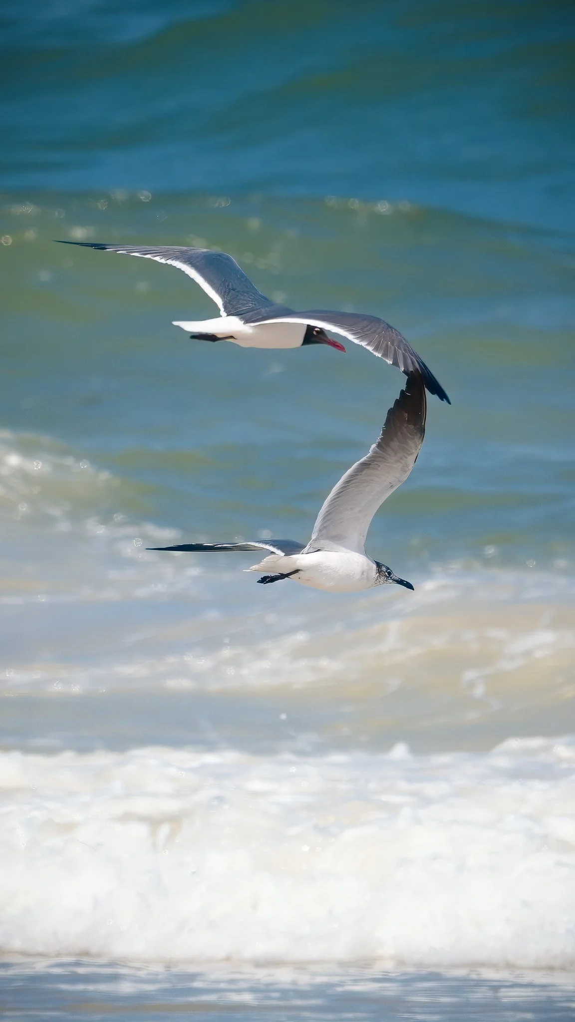 Laughing Gulls