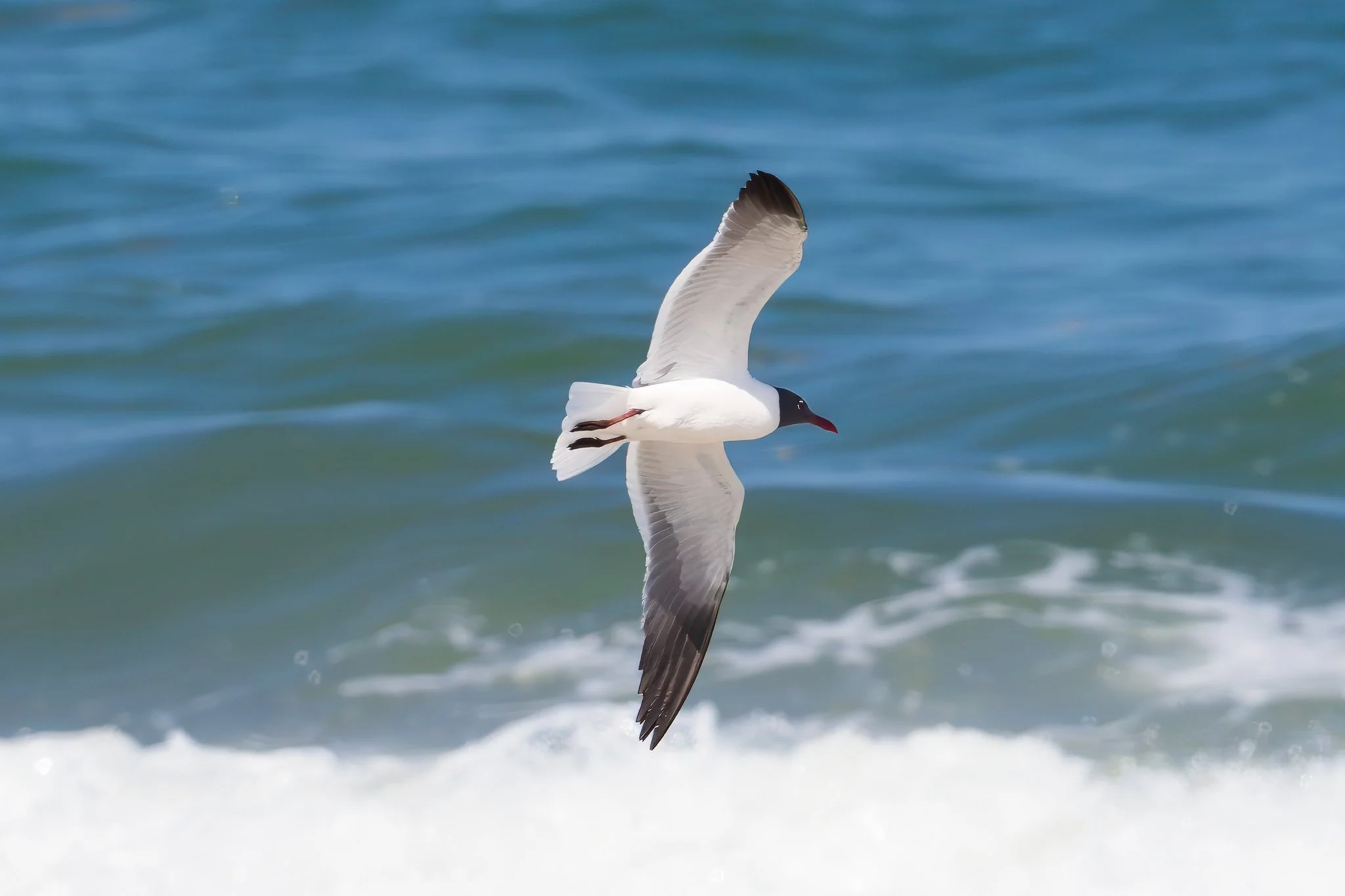 Laughing Gull