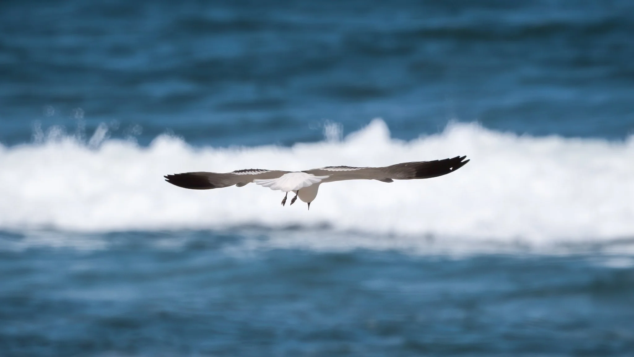 Laughing Gull