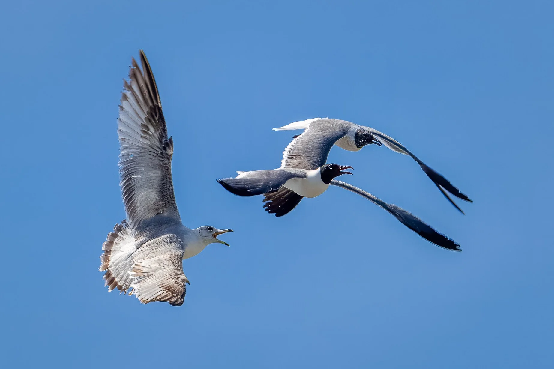 Ring-Billed Gull vs Laughing Gulls
