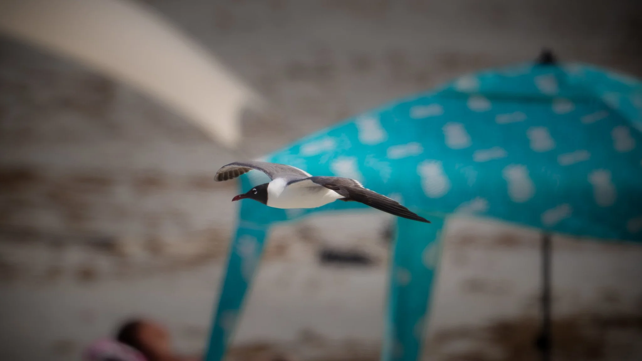 Laughing Gull Flying Low