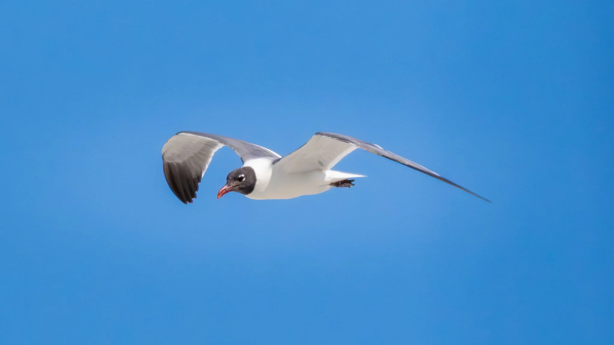 Laughing Gulls