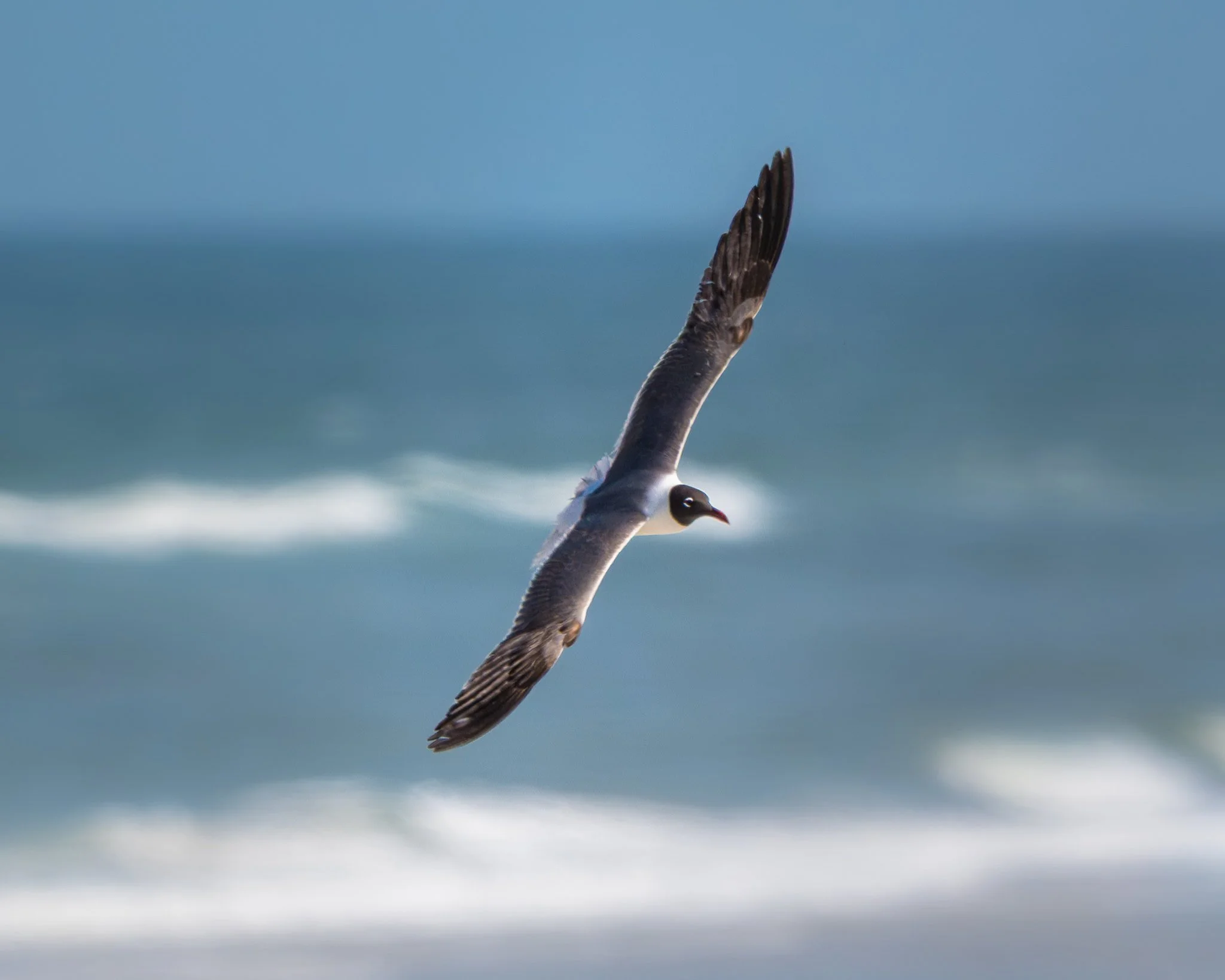 Laughing Gull