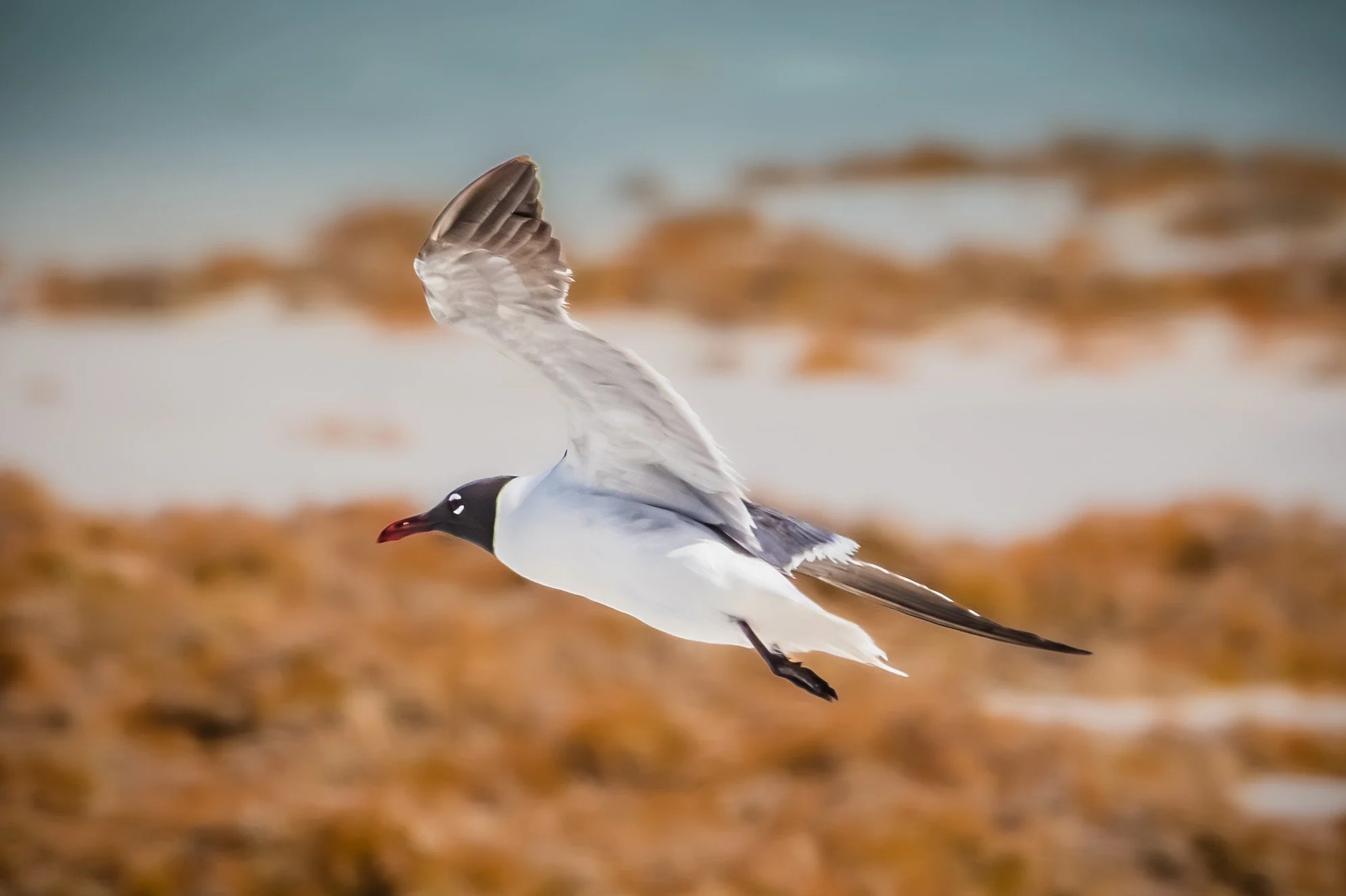 Laughing Gull