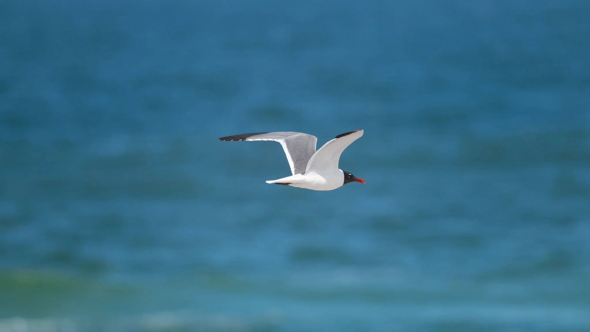 Laughing Gull