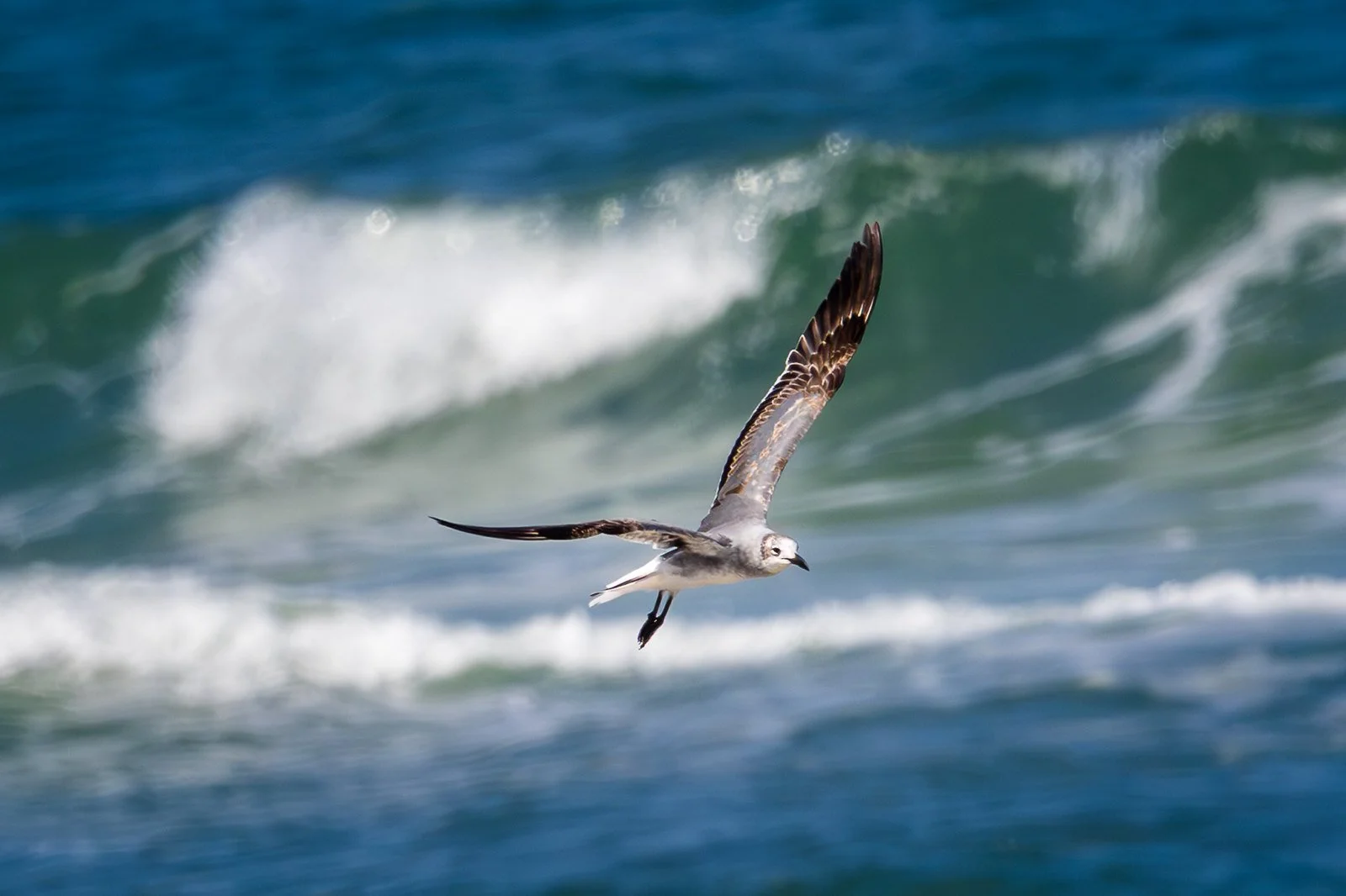 Laughing Gull