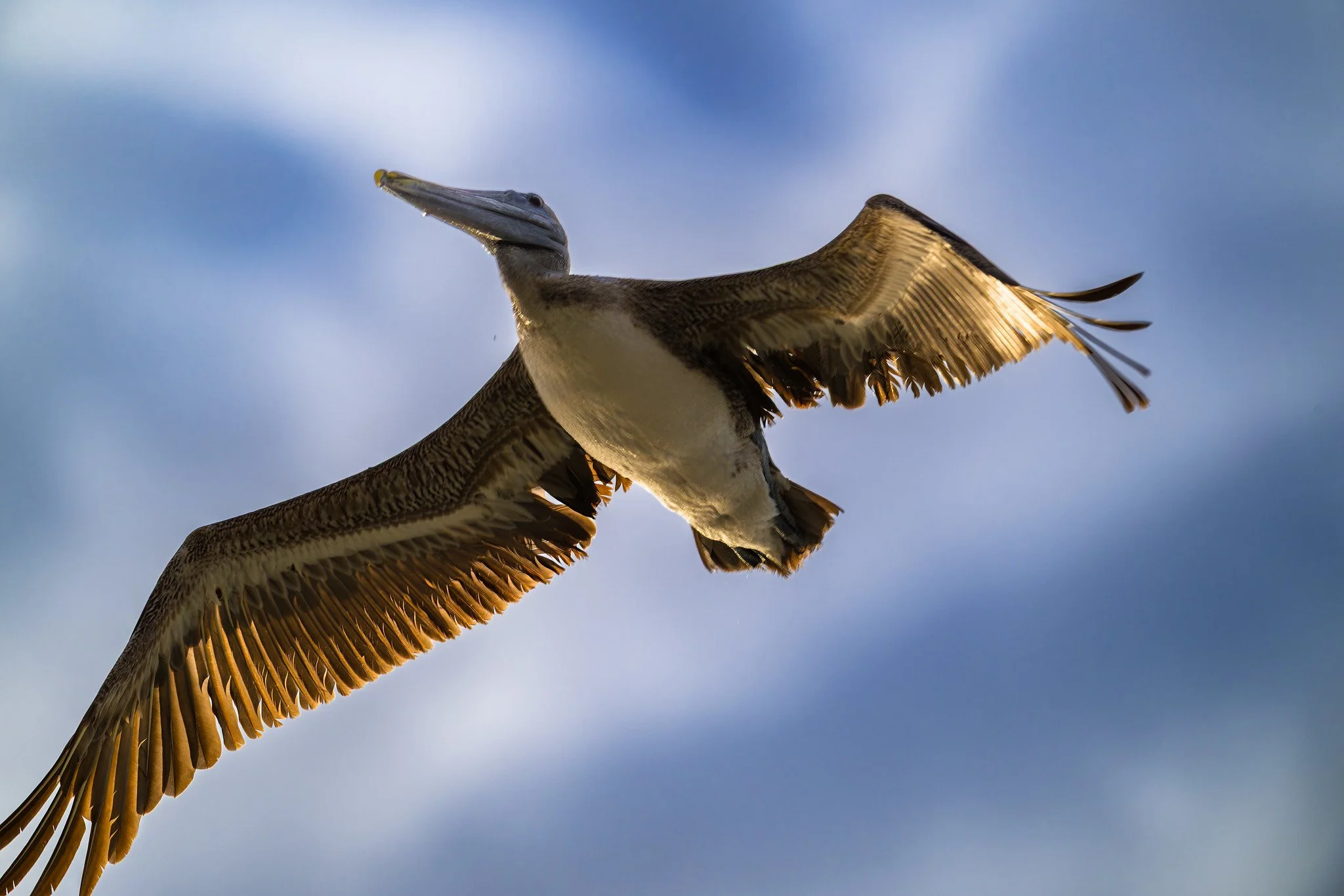 Brown Pelican