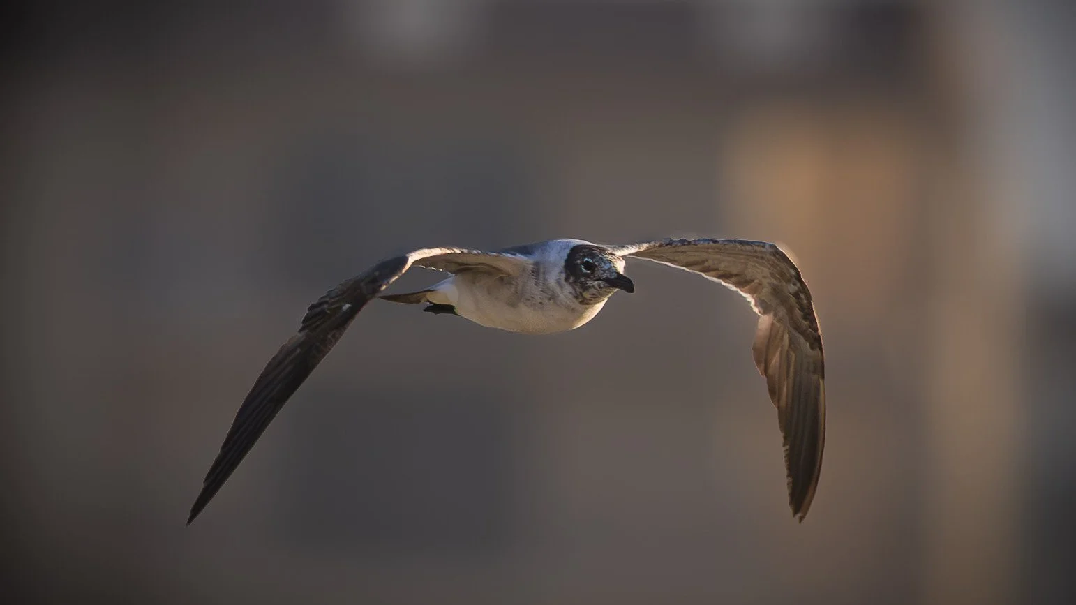 Laughing Gull