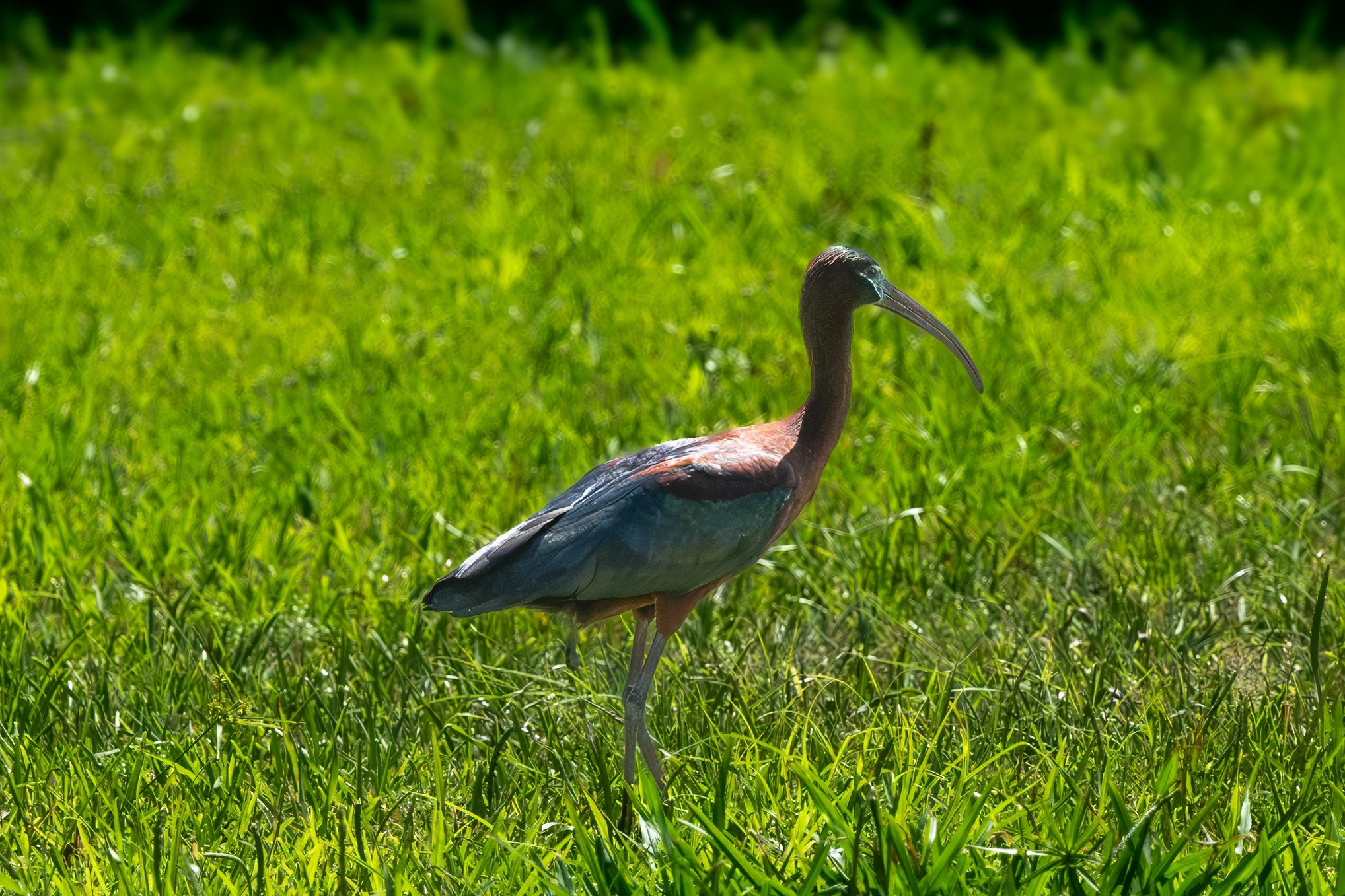 Glossy Ibis
