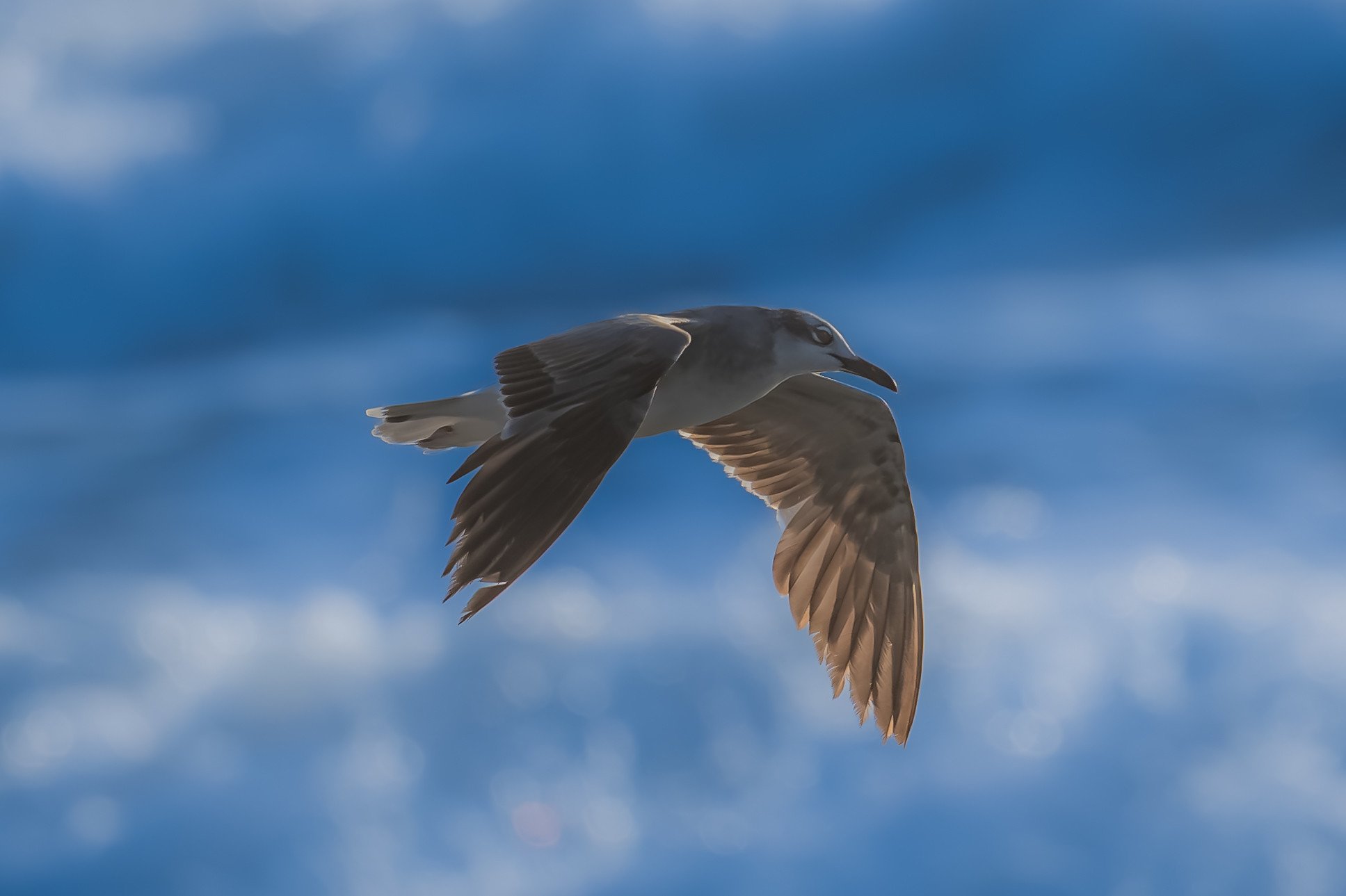 Laughing Gull