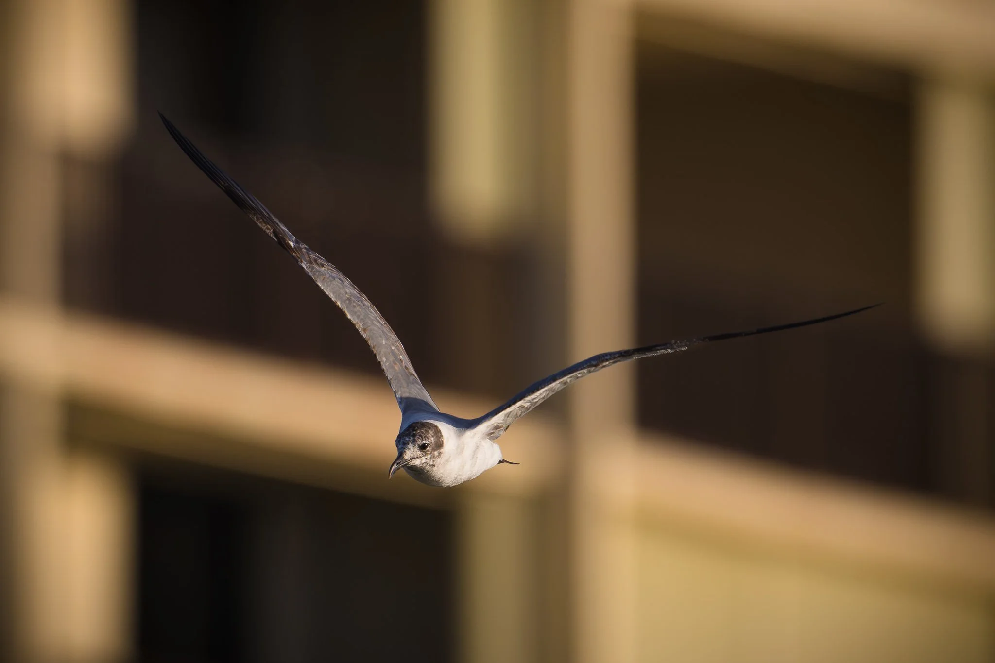 Laughing Gull