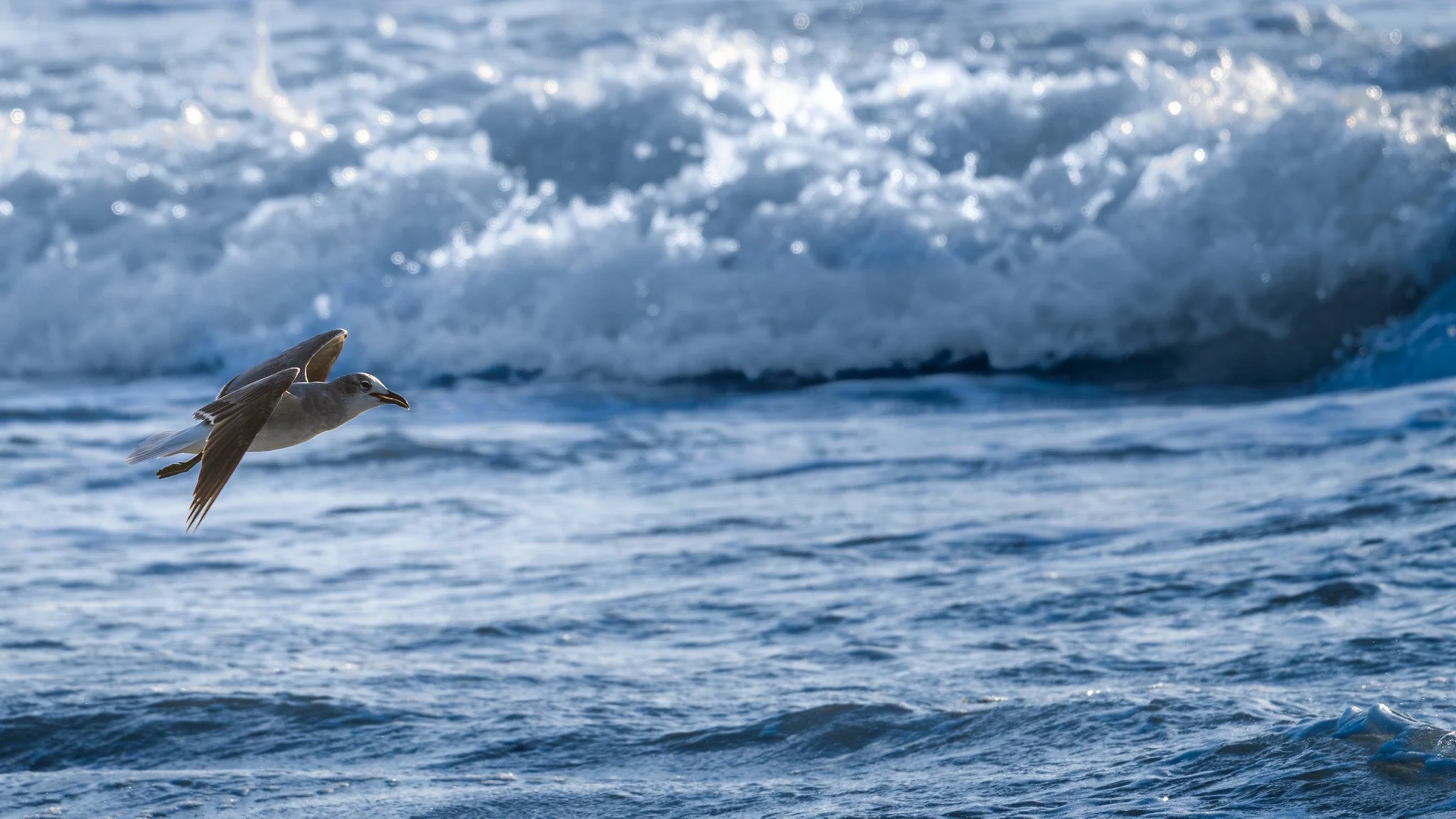 Laughing Gull