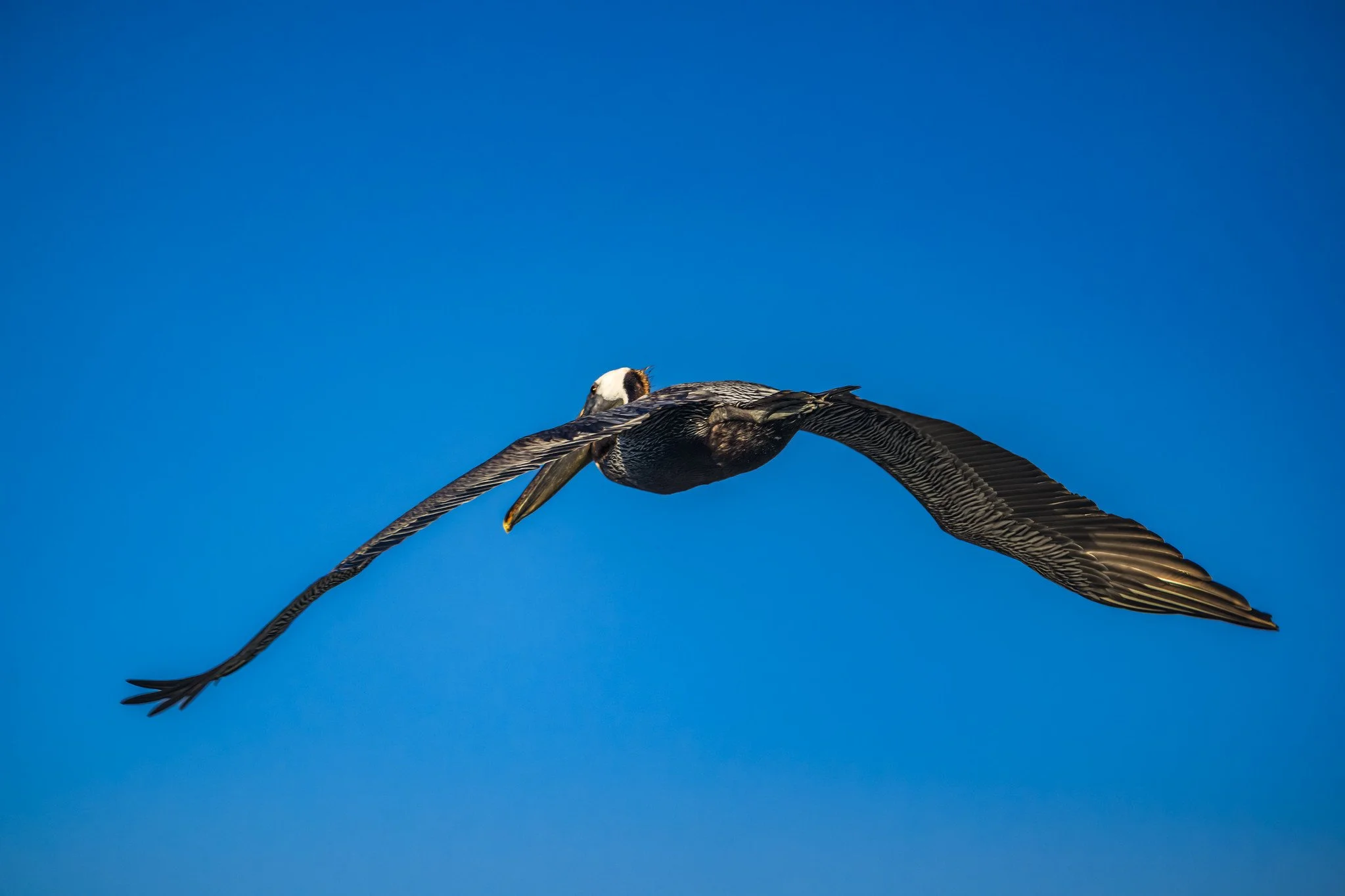 Brown Pelican