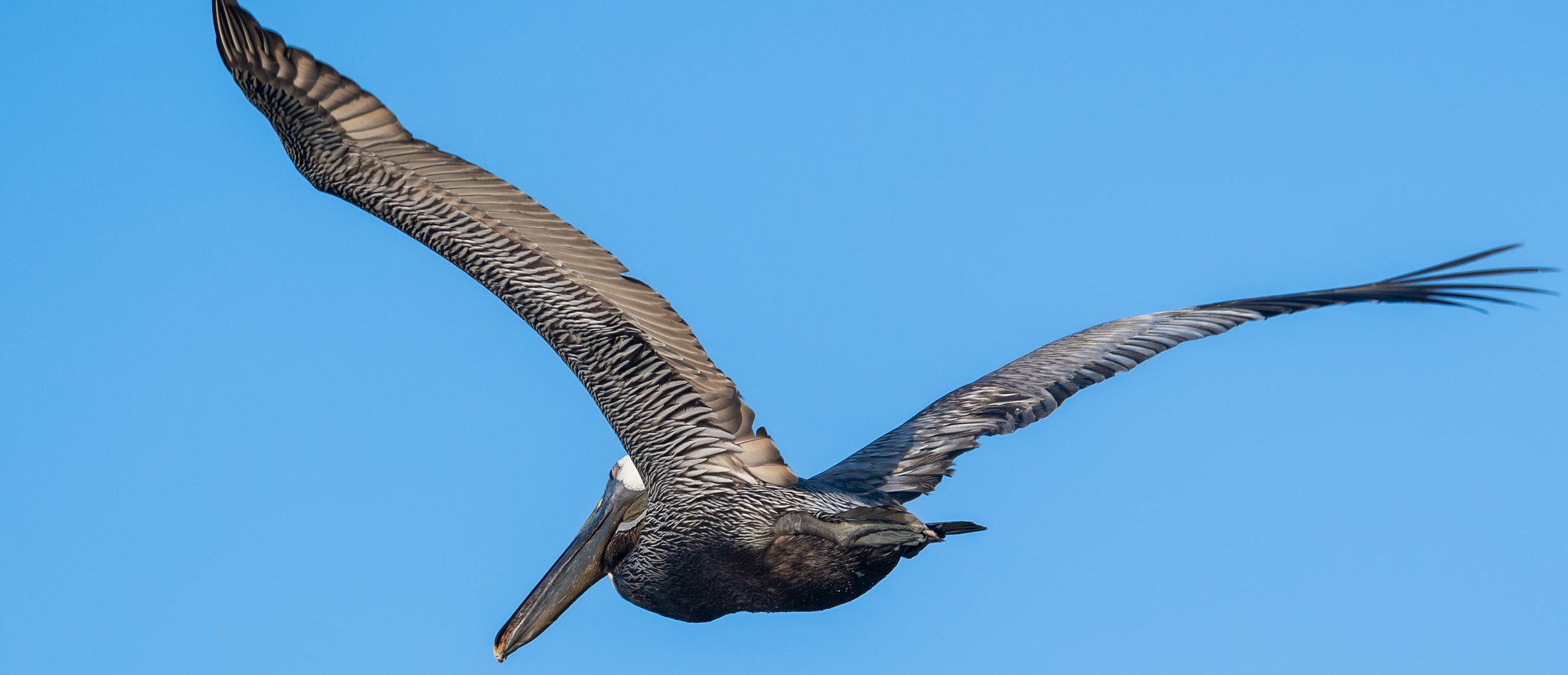 Brown Pelican