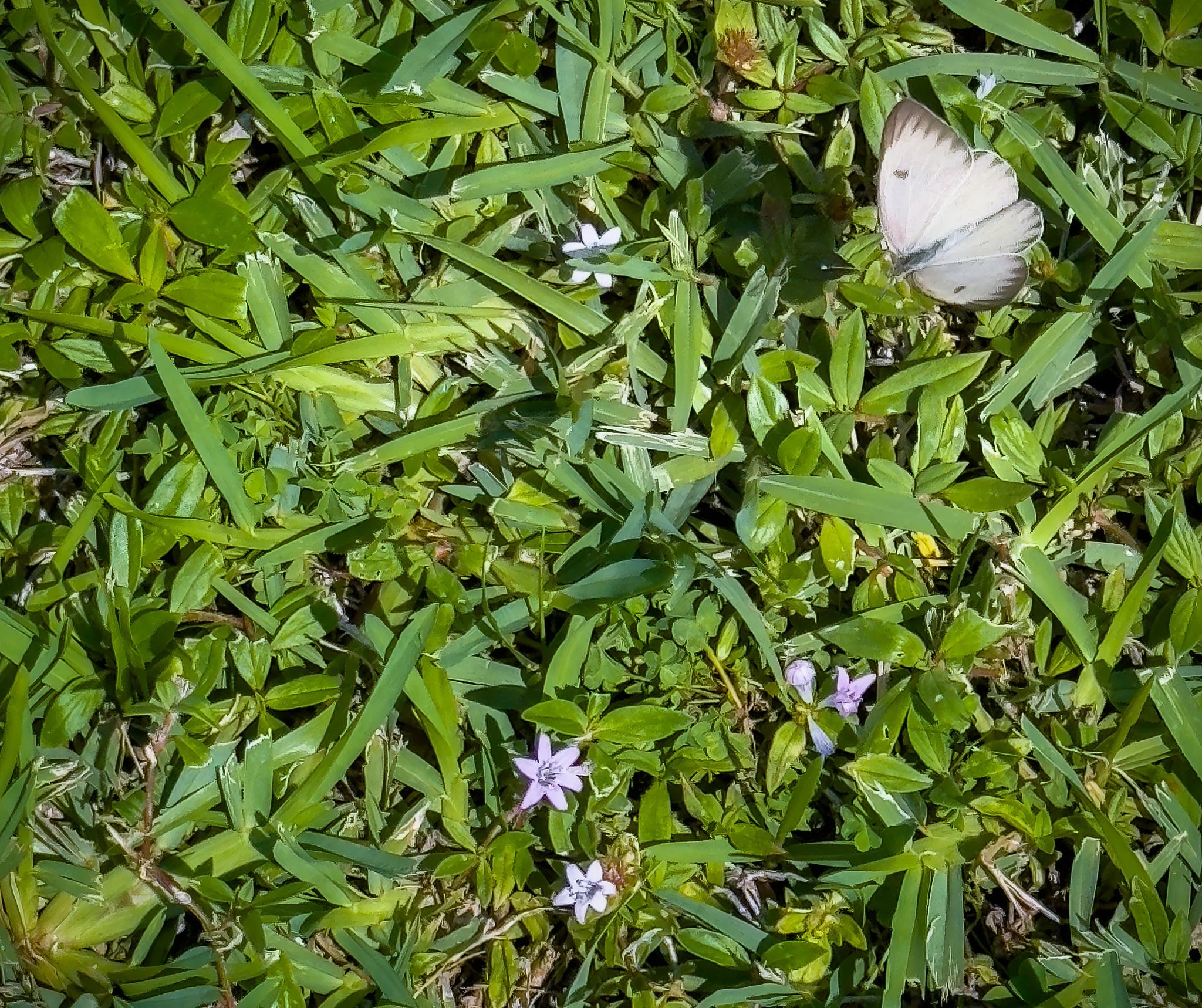 Great Southern White
