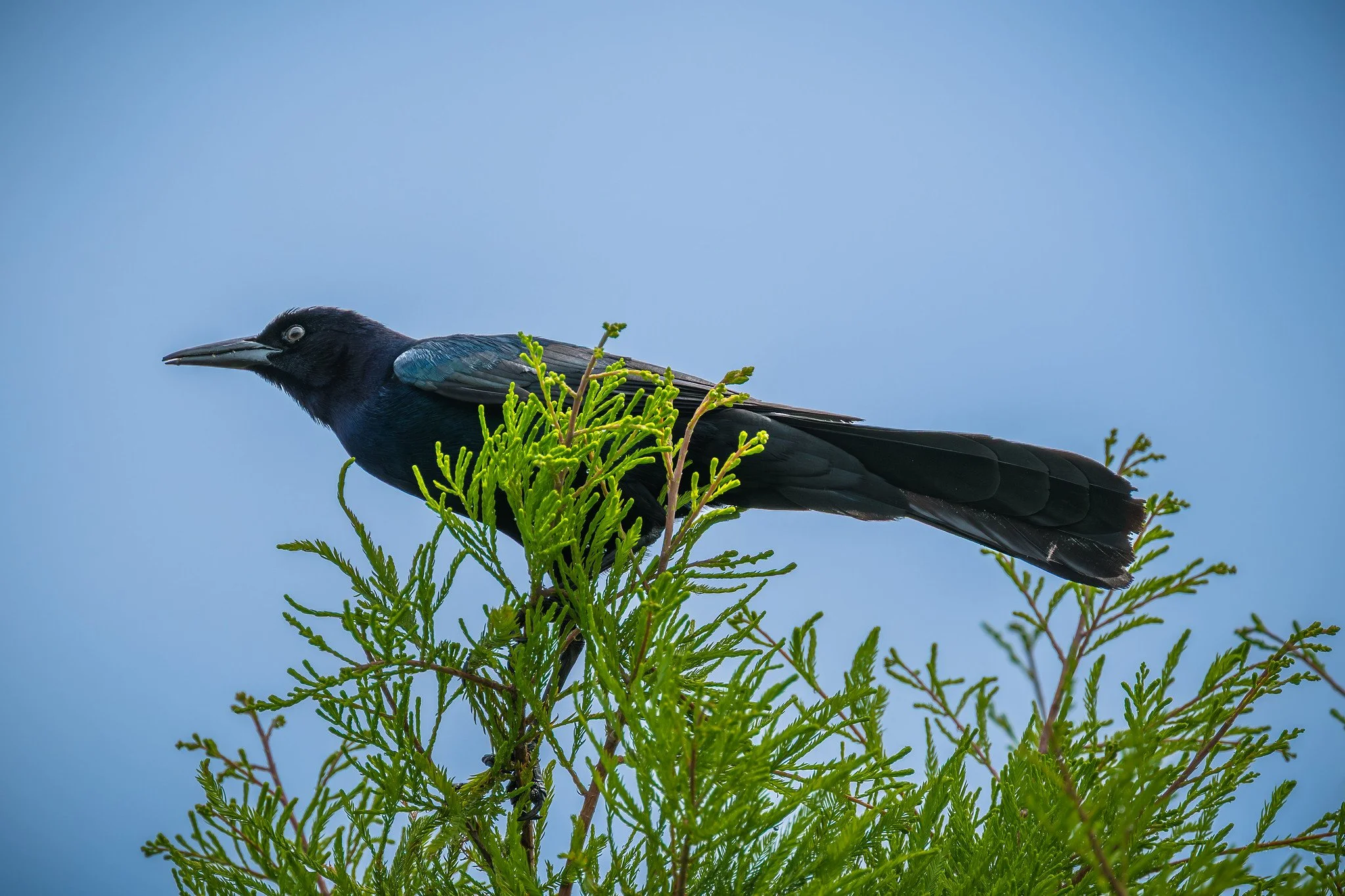 Boat-tailed Grackle