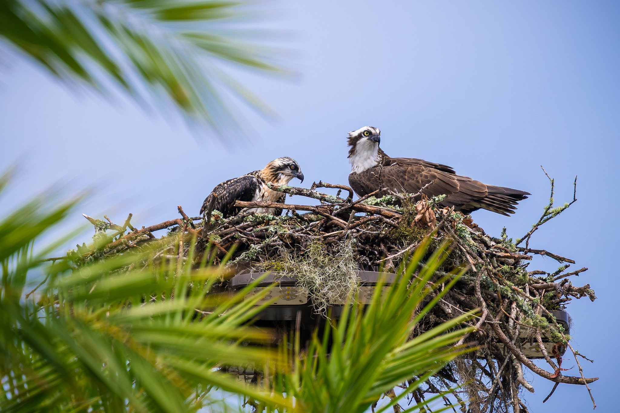 Osprey