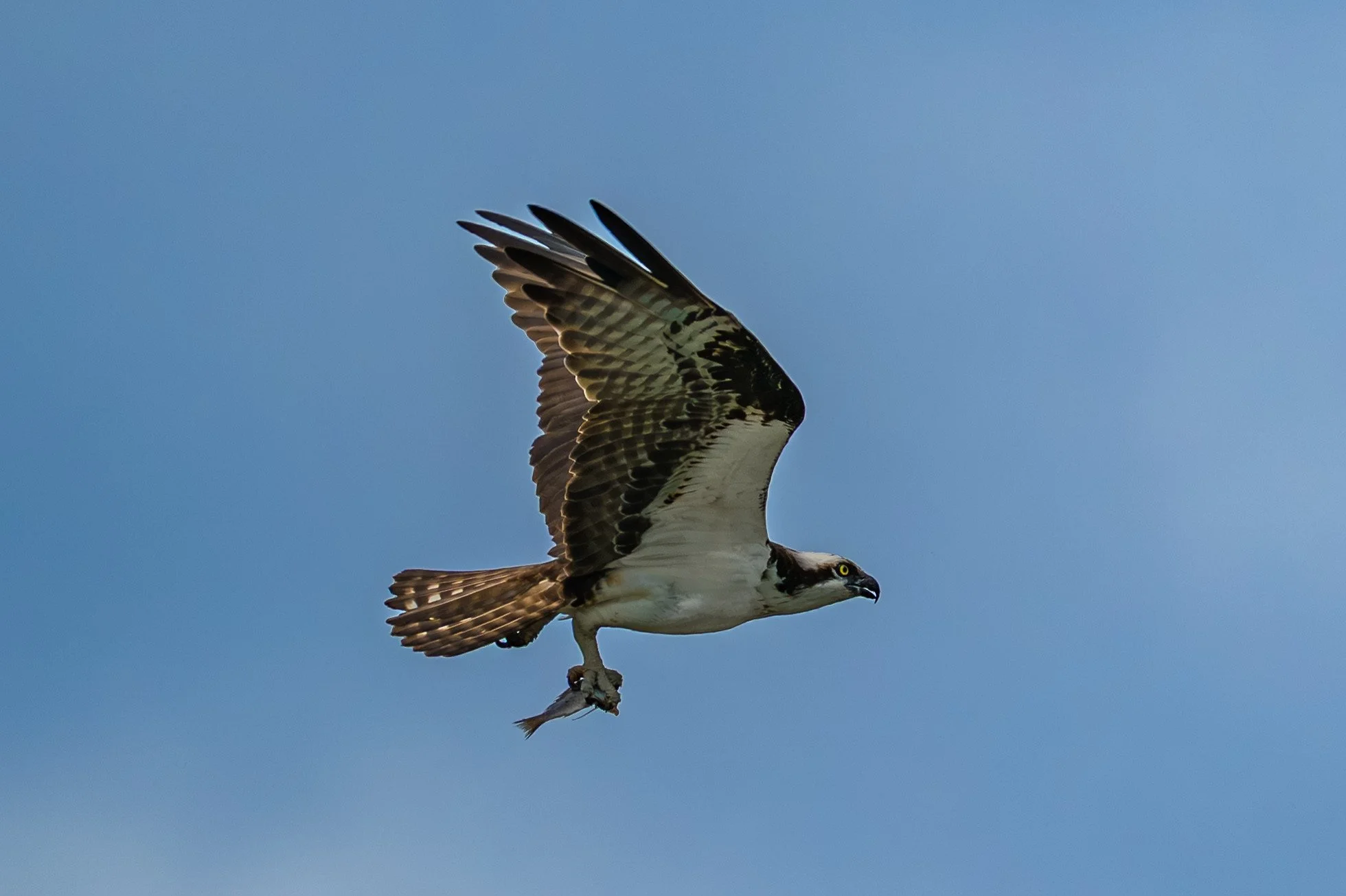 Osprey