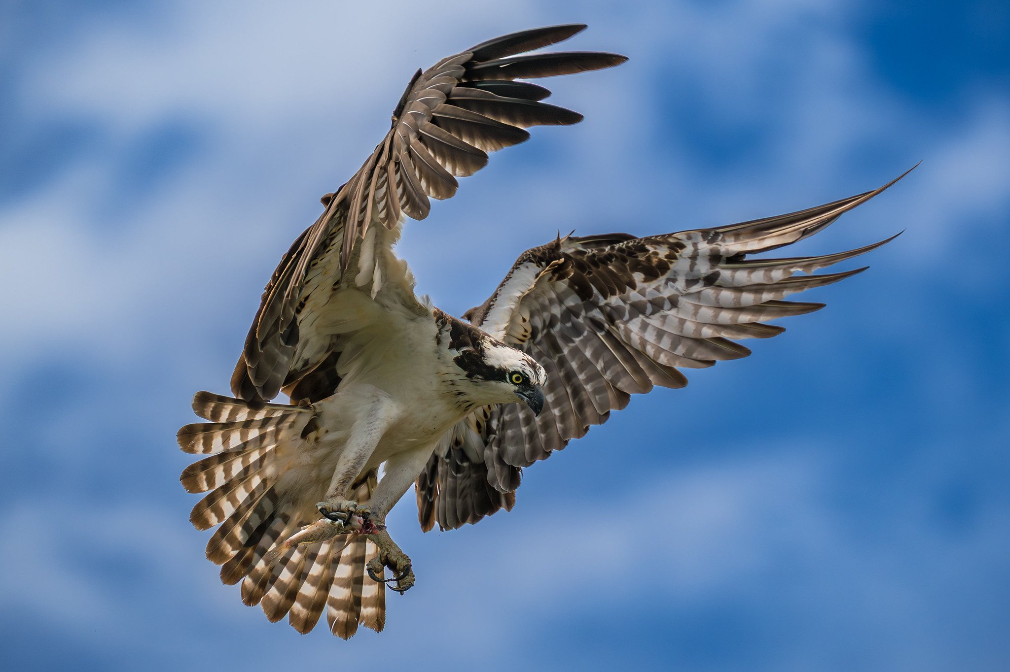 American Osprey