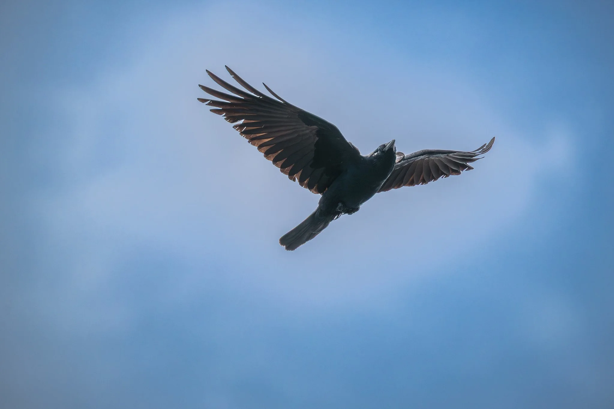 Fish Crow