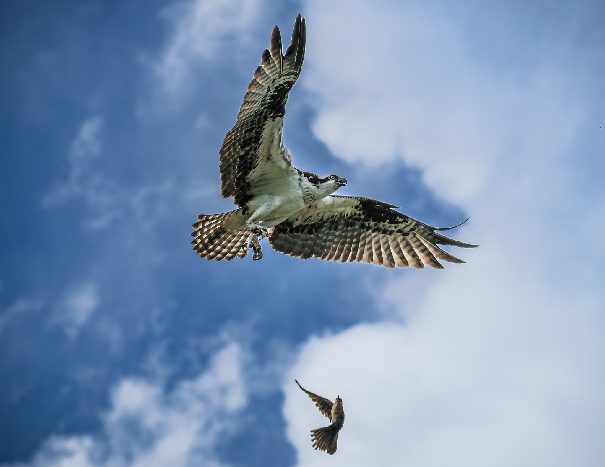 American Osprey
