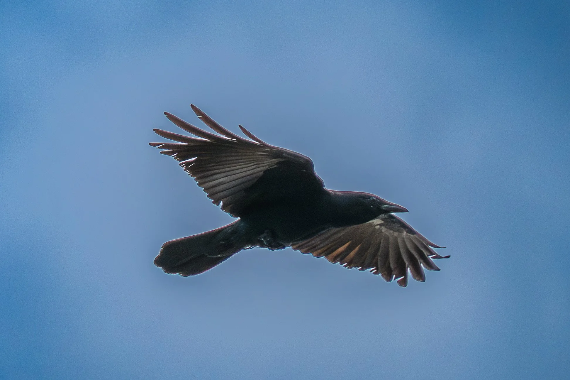 Fish Crow